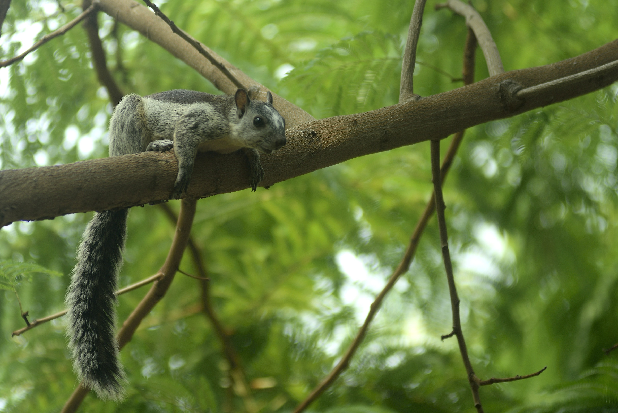 Riposando sulla pancia