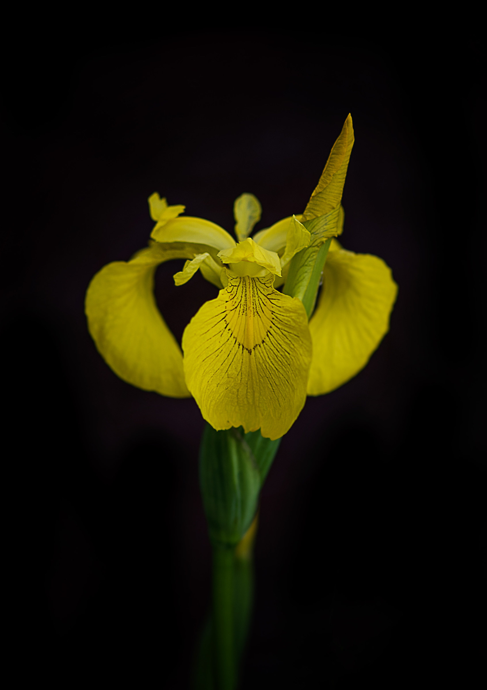 iris