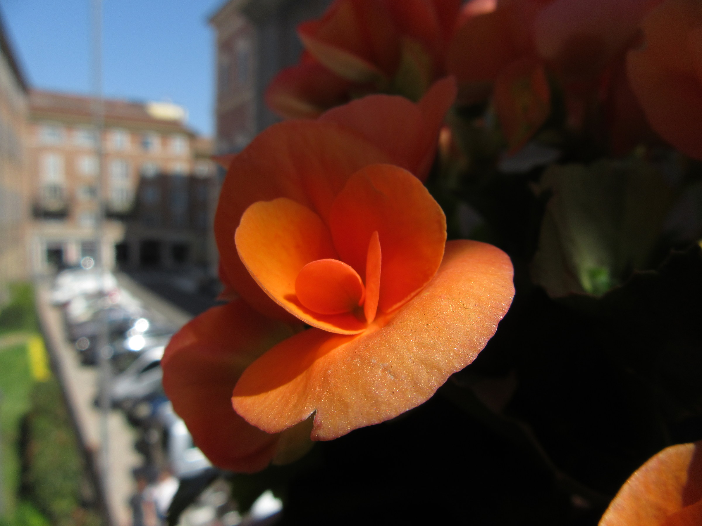 I fiori della signora Antonina