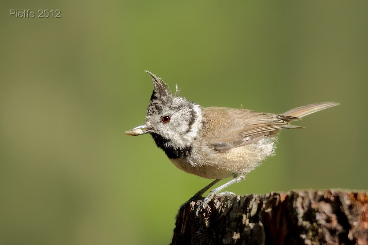 Crested Tit ...