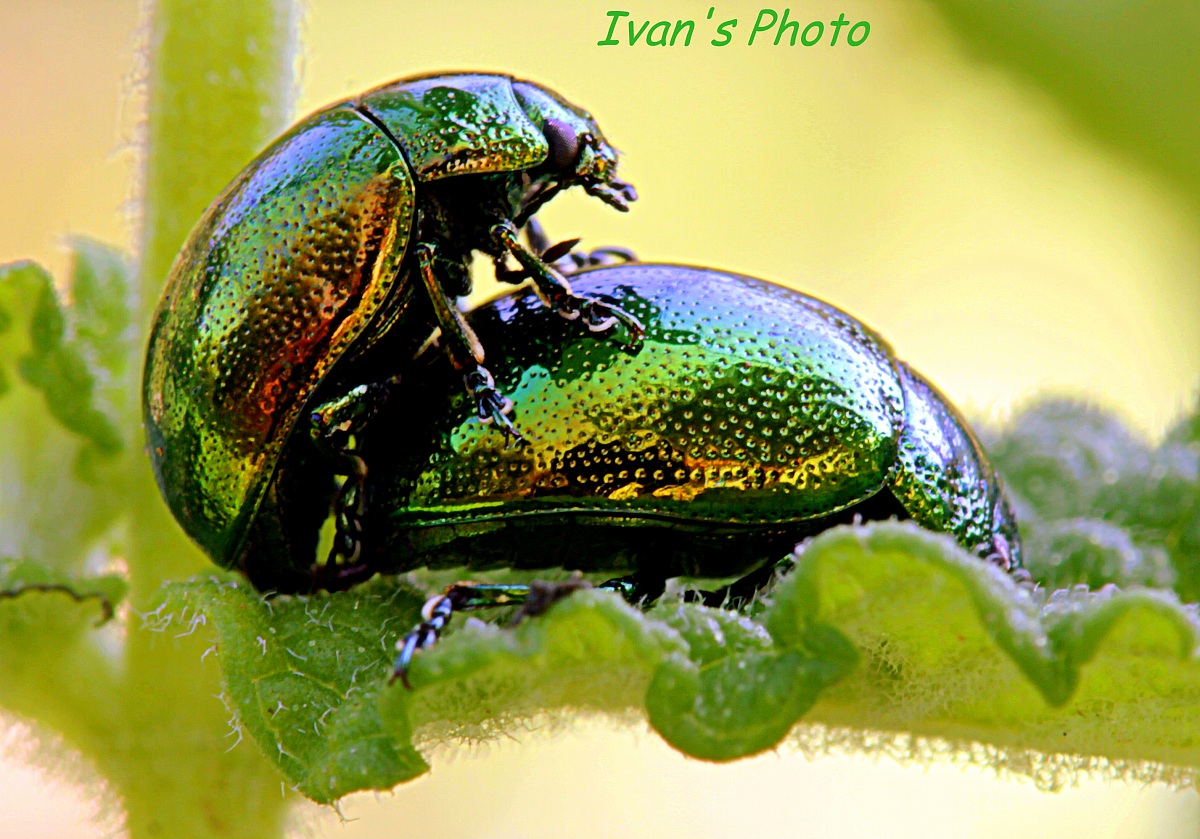 Chrysolina herbacea (accoppiamento)
