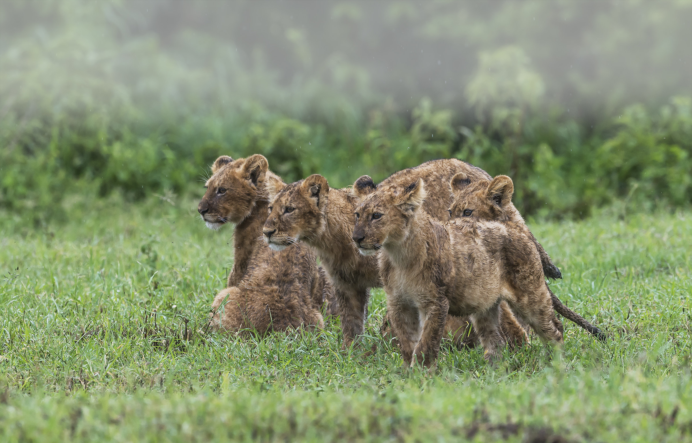 Tanzania 2017 - Richiamati
