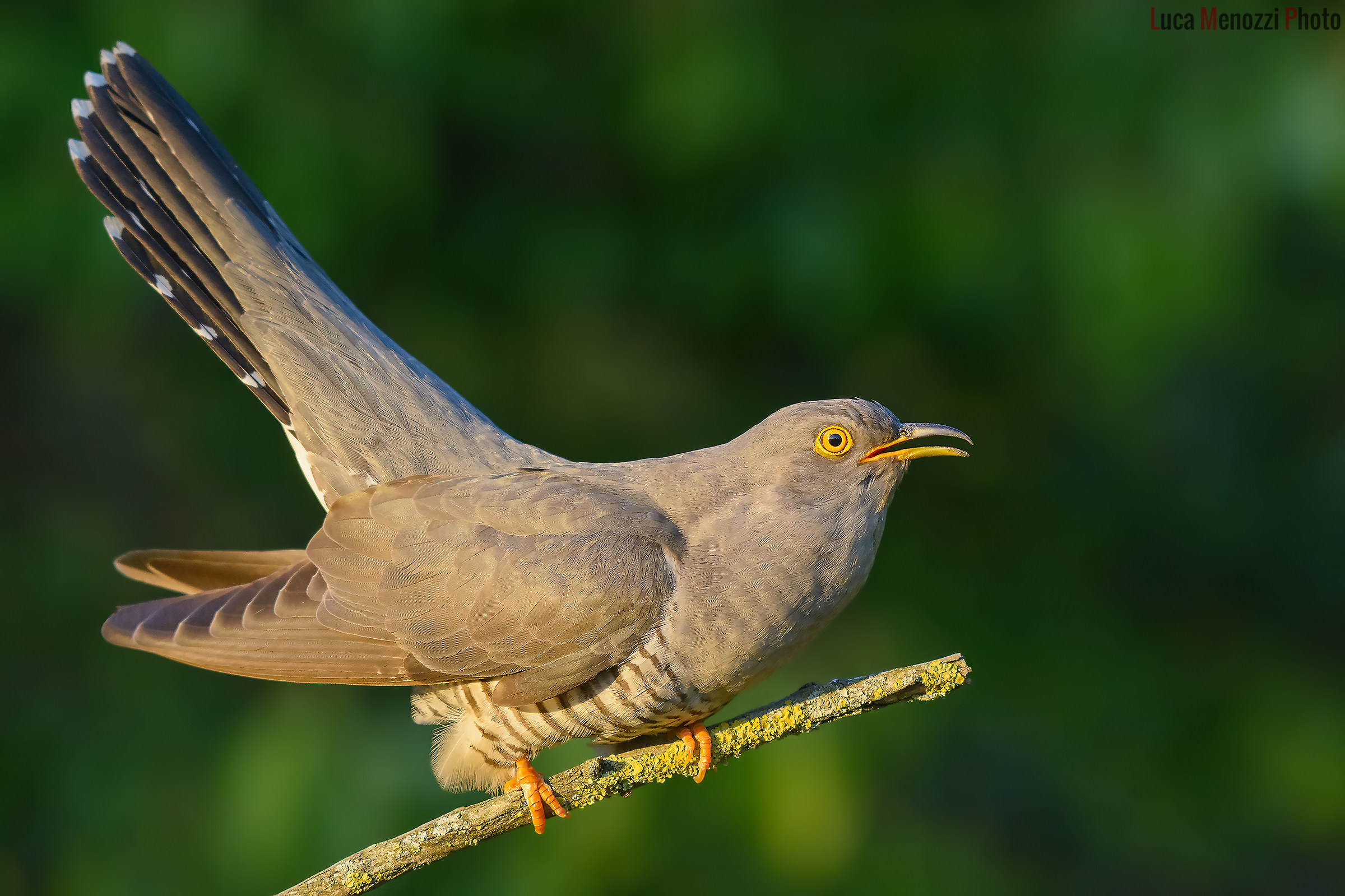 Cuckoo the last light