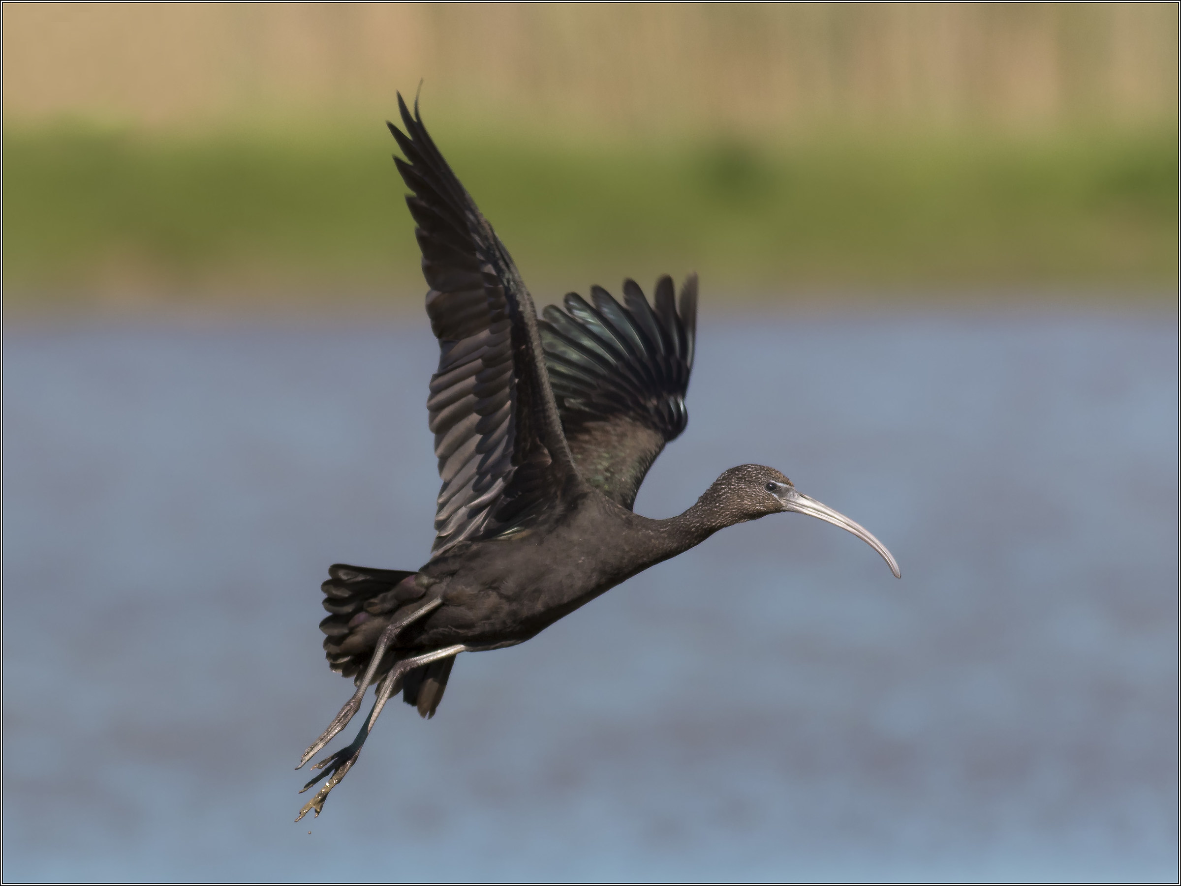 glossy ibis in flight