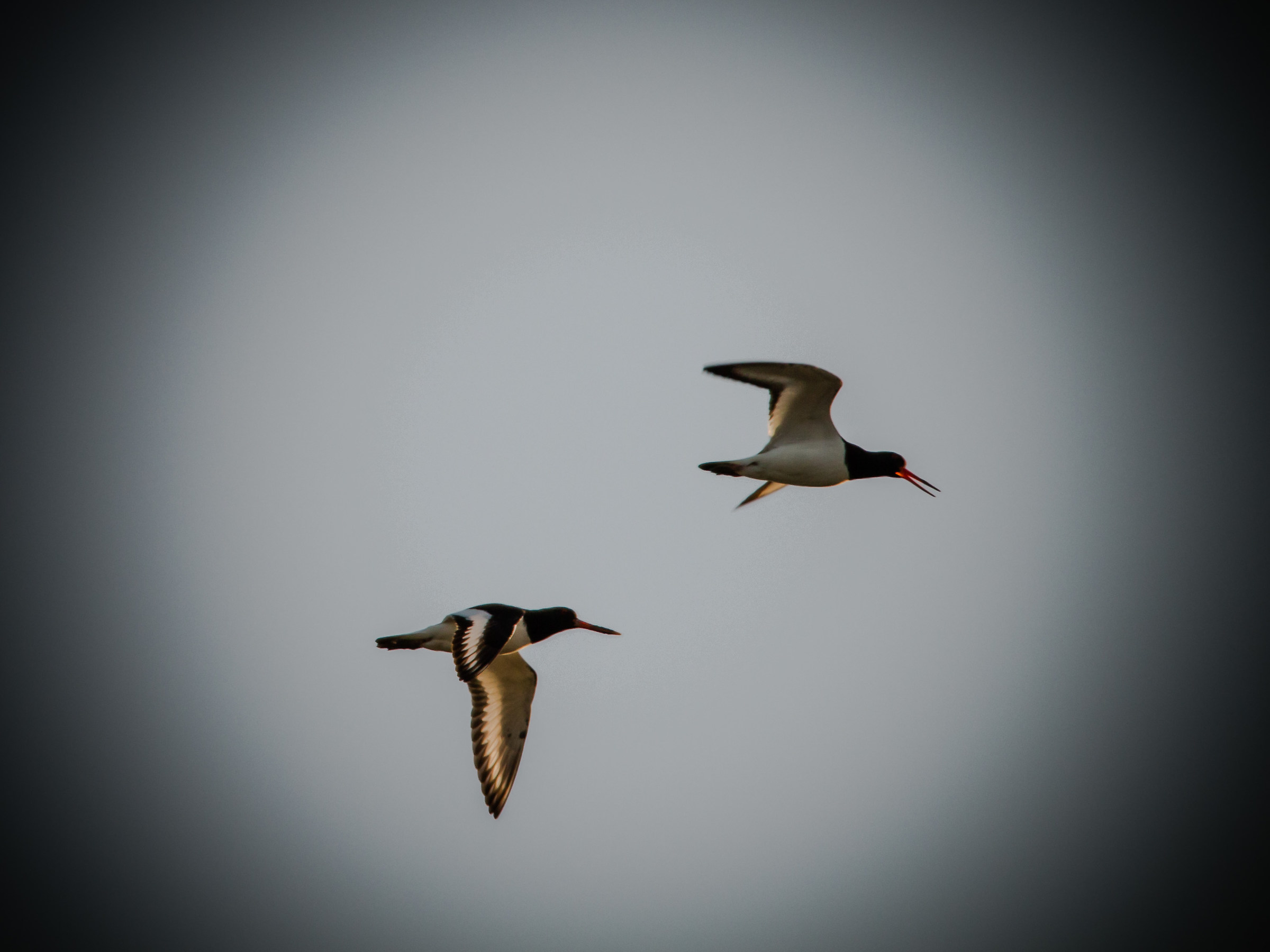 Seabirds in flight