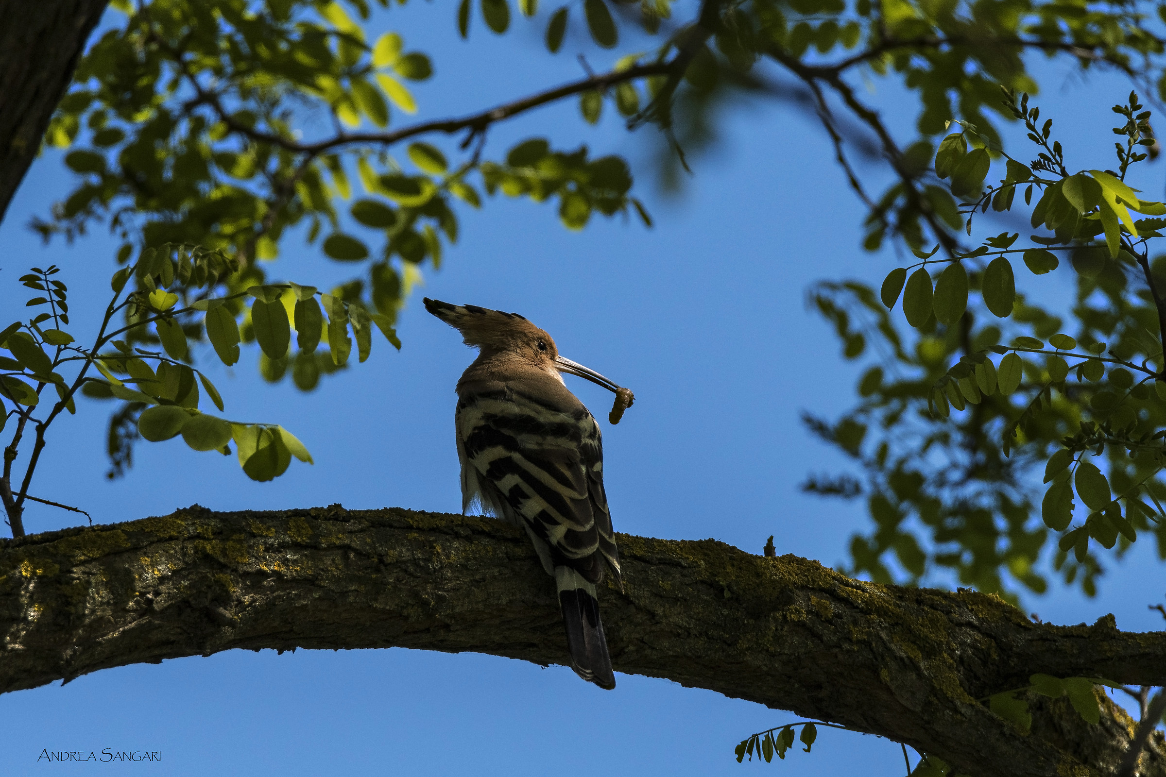 Pronti per sfamare i piccoli