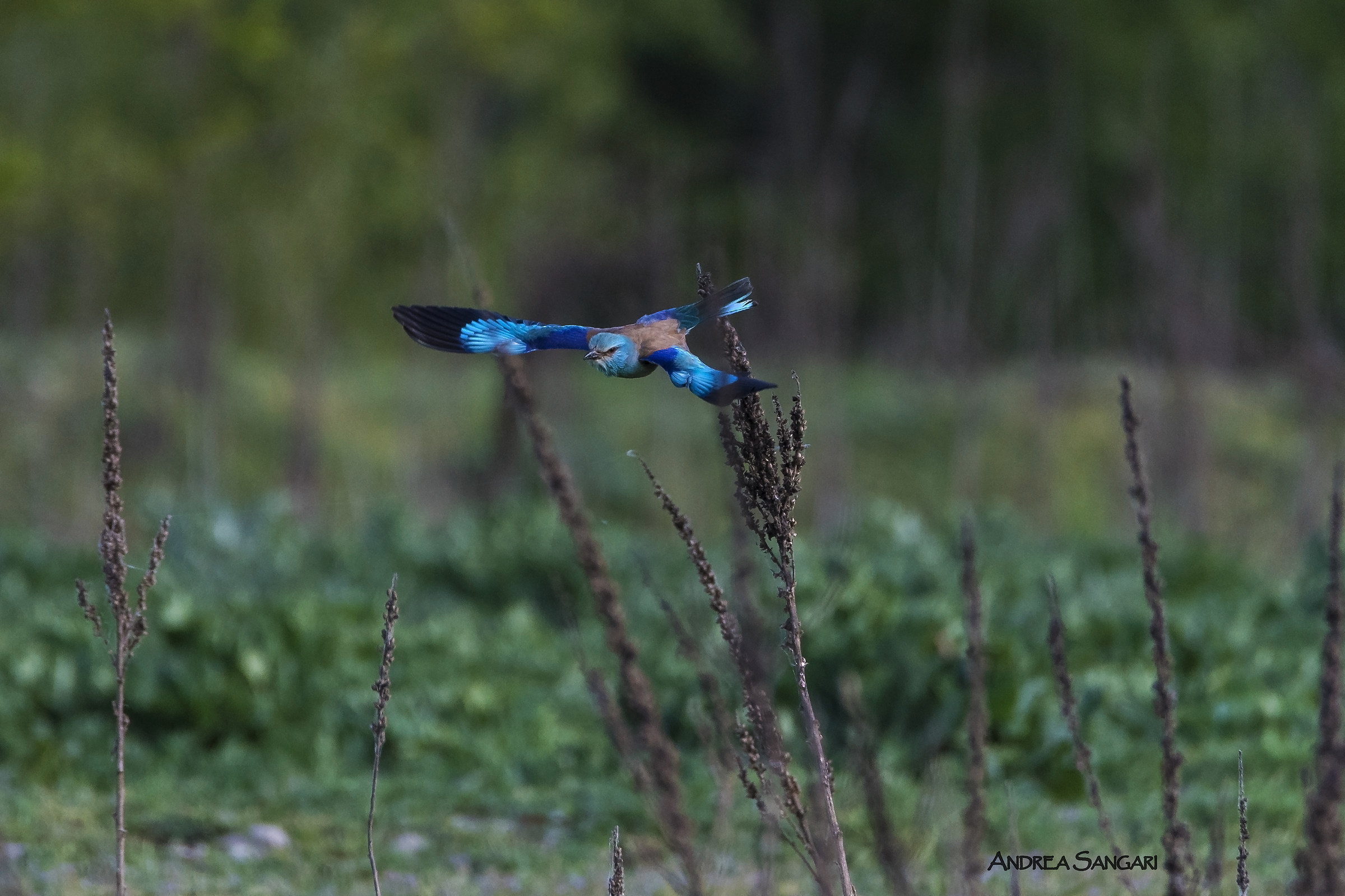 Il volo della ghiandaia marina