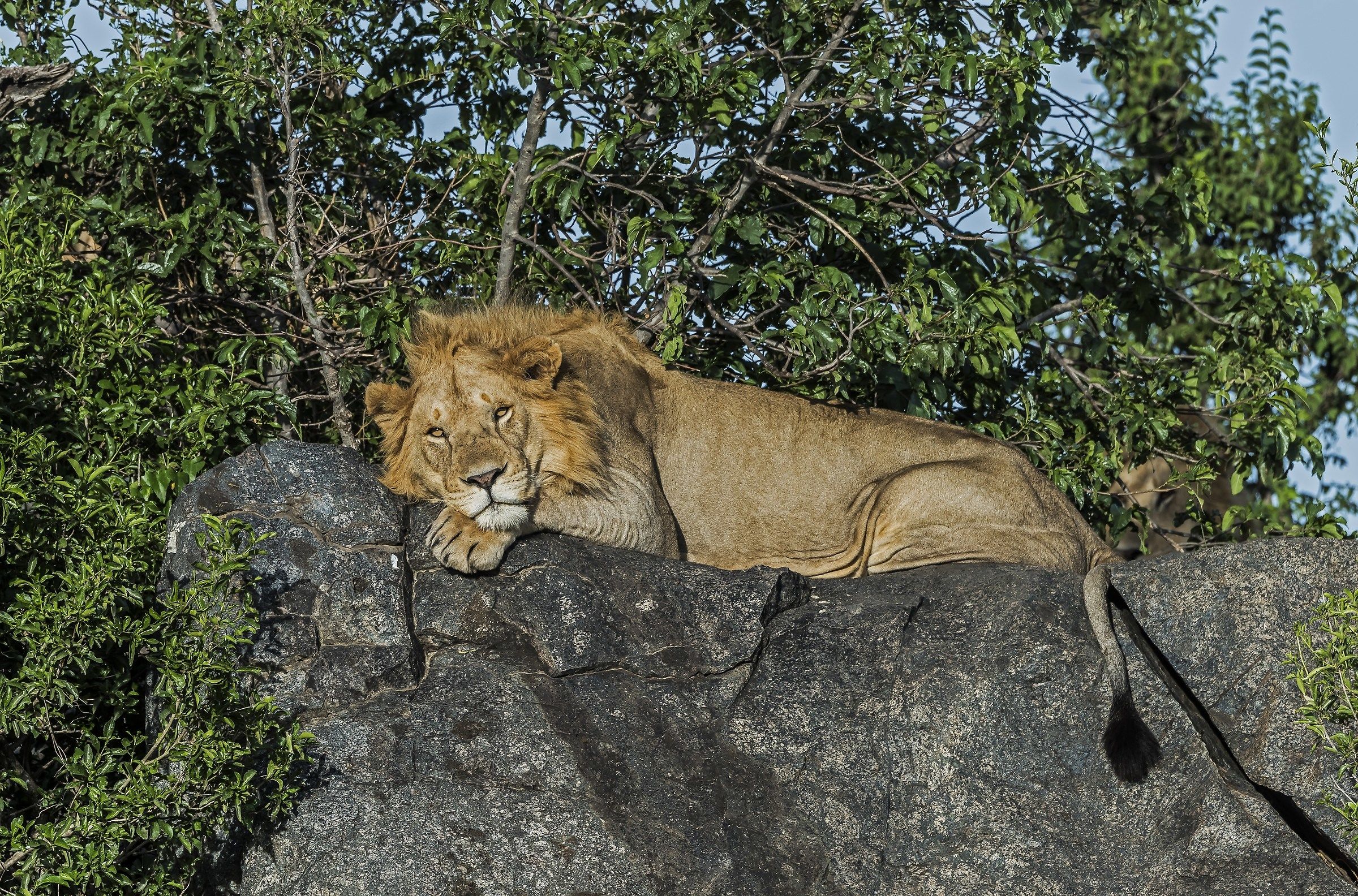 Tanzania 2017 - Dolce riposo