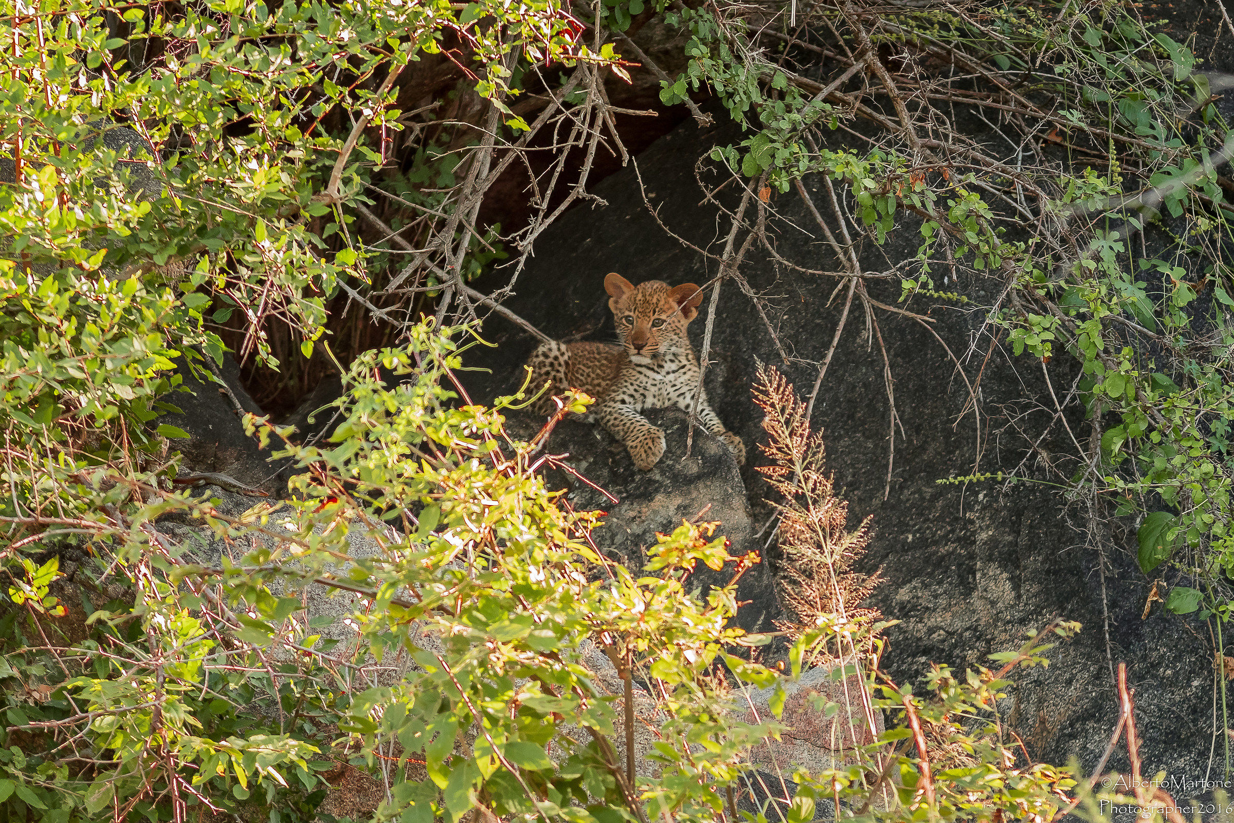 Siesta all'ombra della tana
