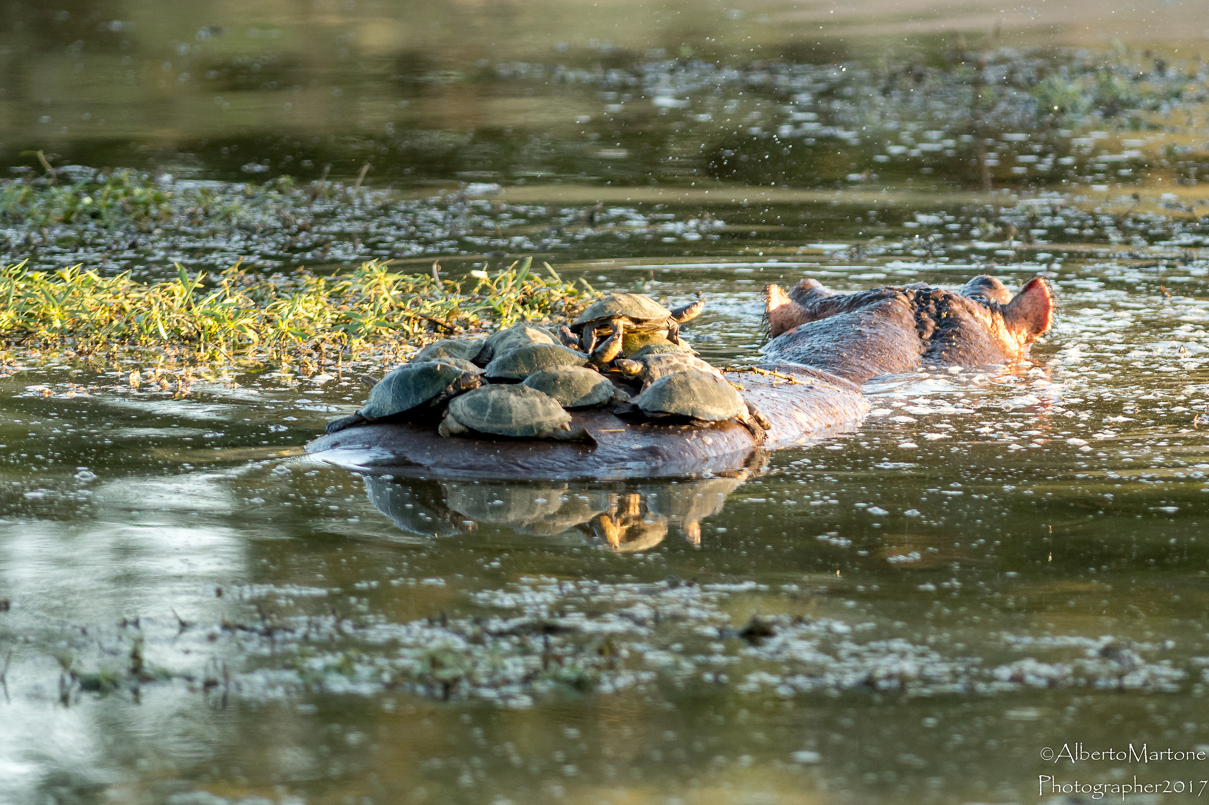 Relax sull'ippopotamo