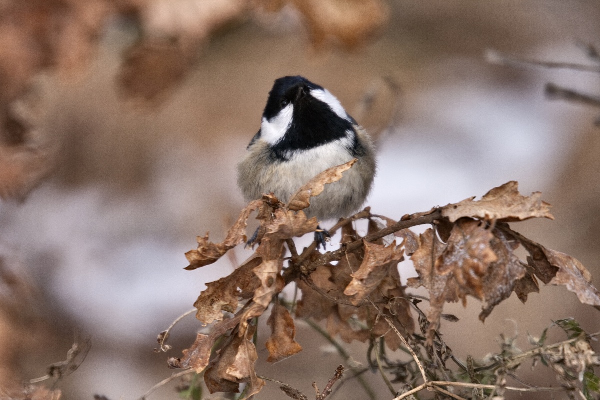 Coal Tit