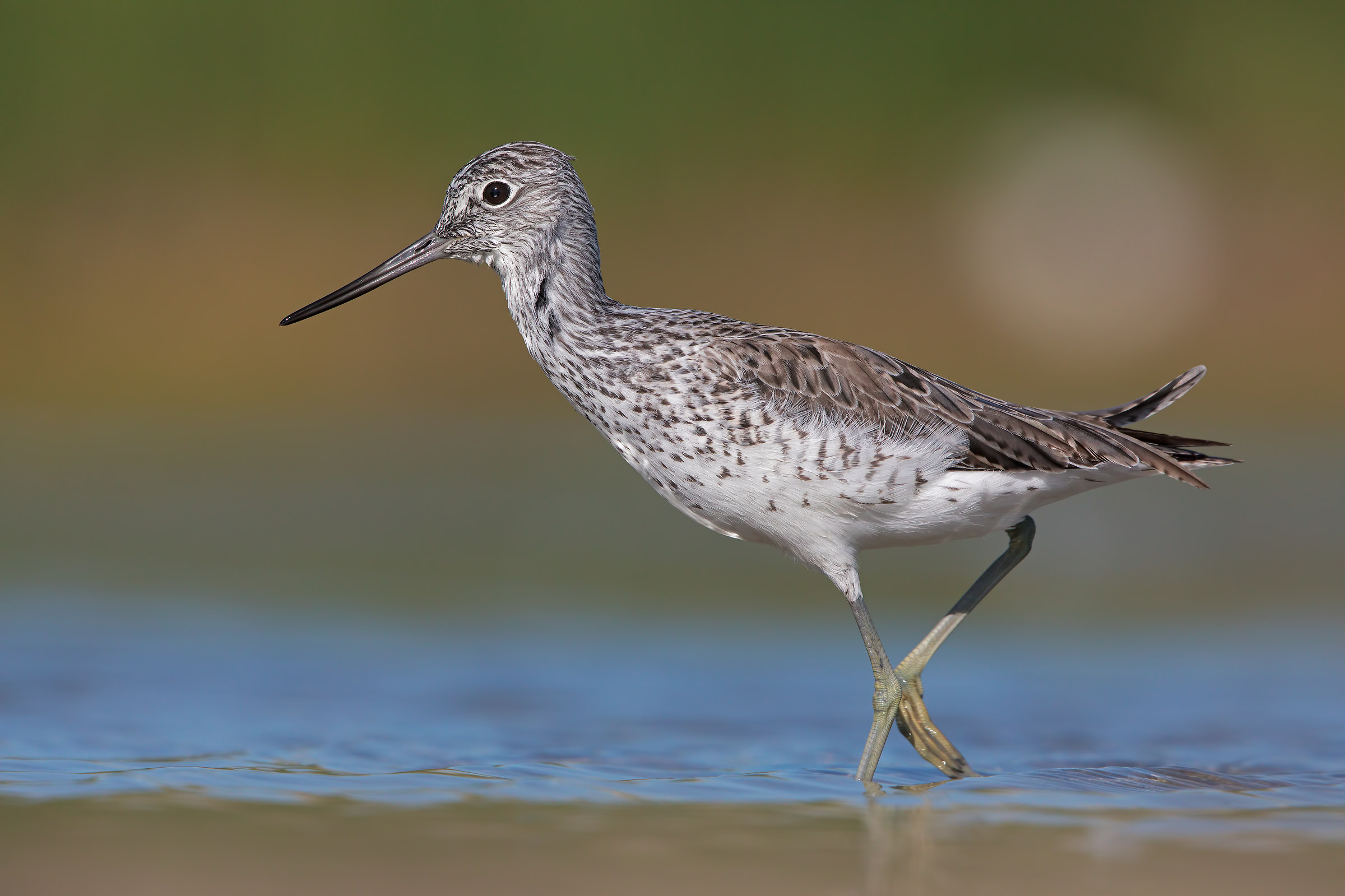 Pantana 5K, lights and colors