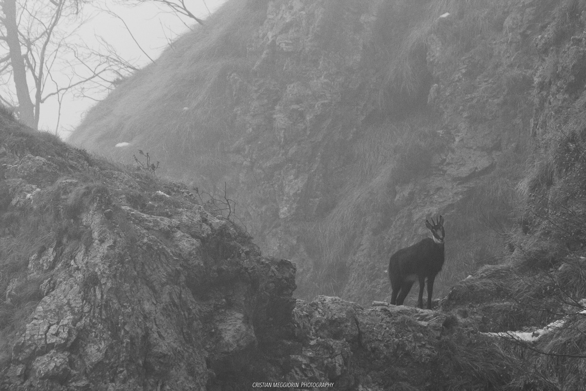 So much I saw you - Camoscio (Rupicapra rupicapra)