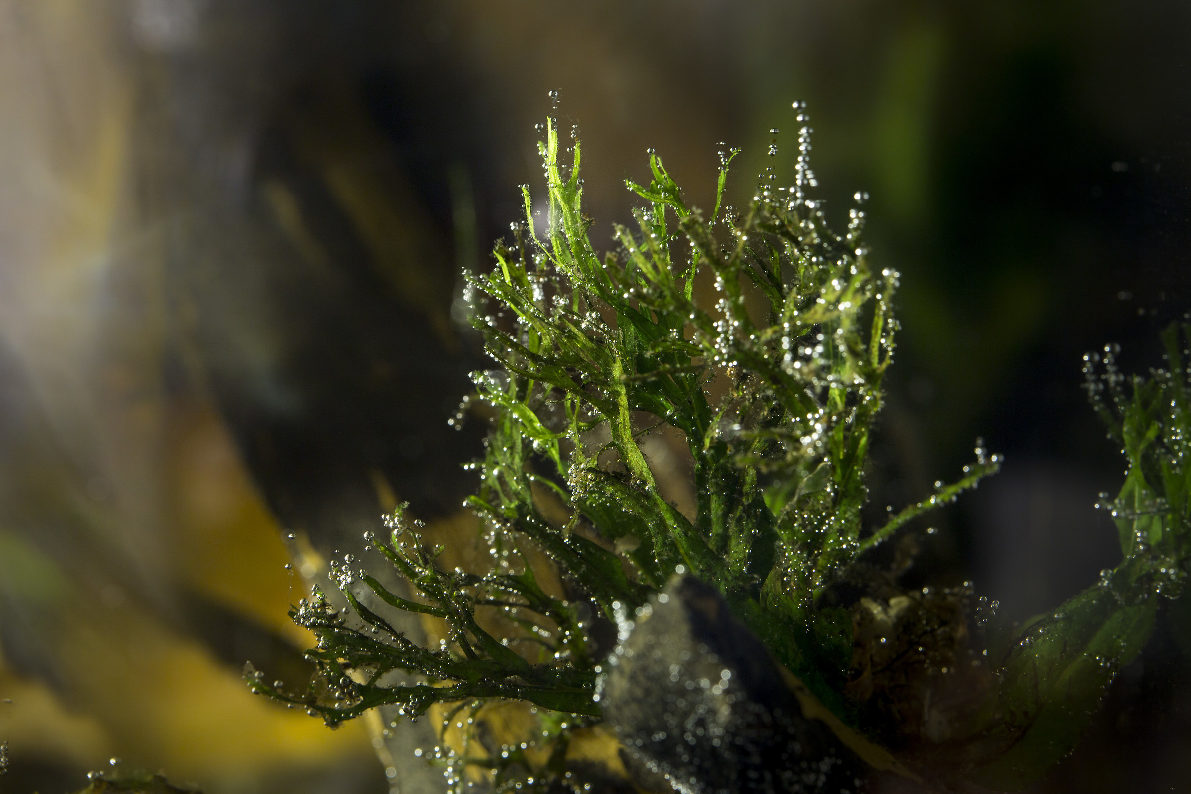 Microsorium pteropus