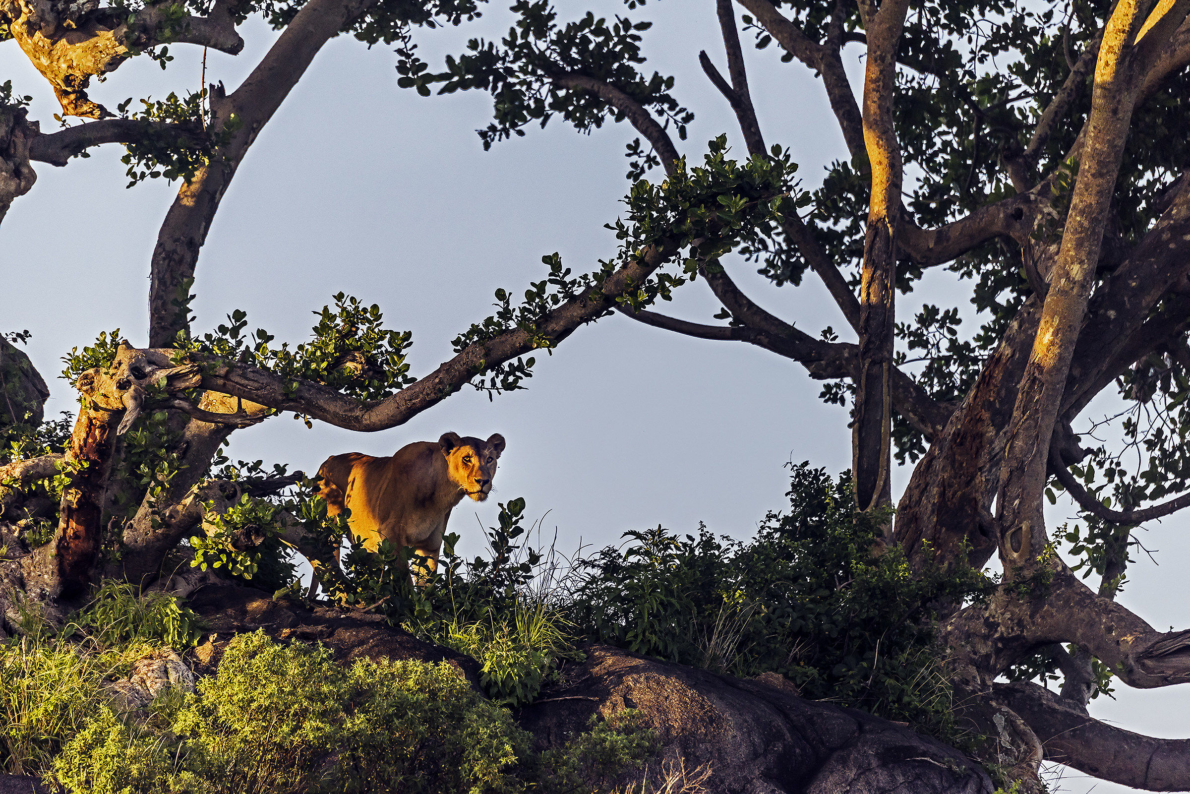 Tanzania 2017 - Sul Kopje