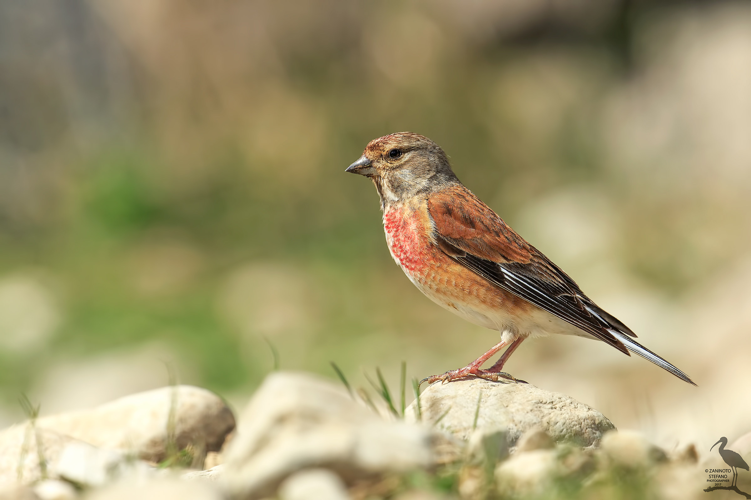 Linnet