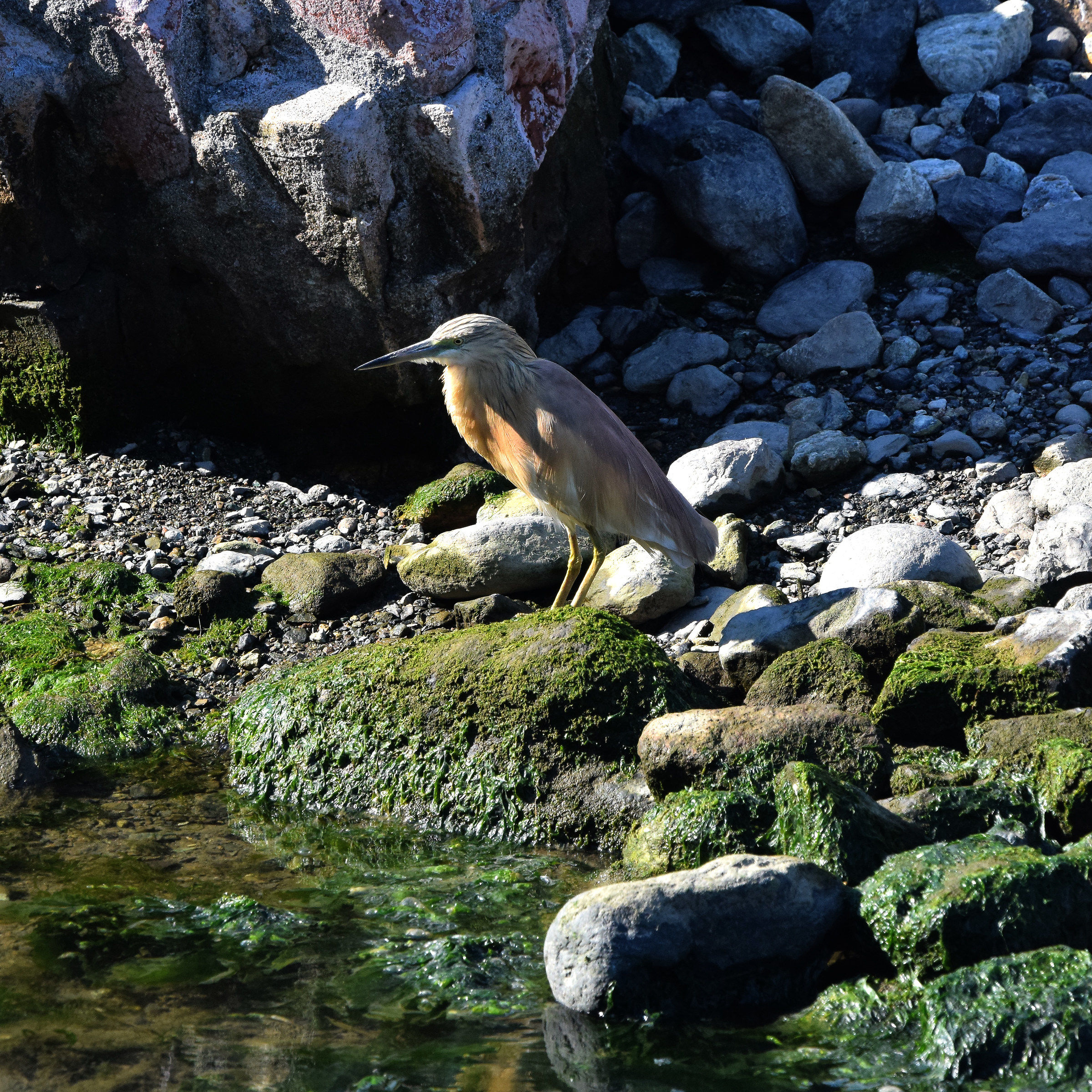 sgarza col ciuffetto