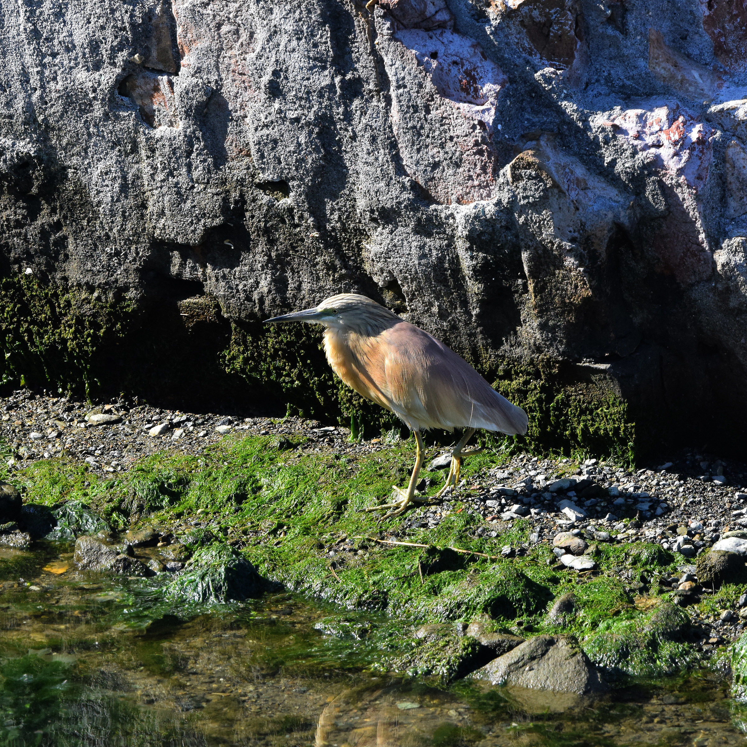 sgarza col ciuffetto 2