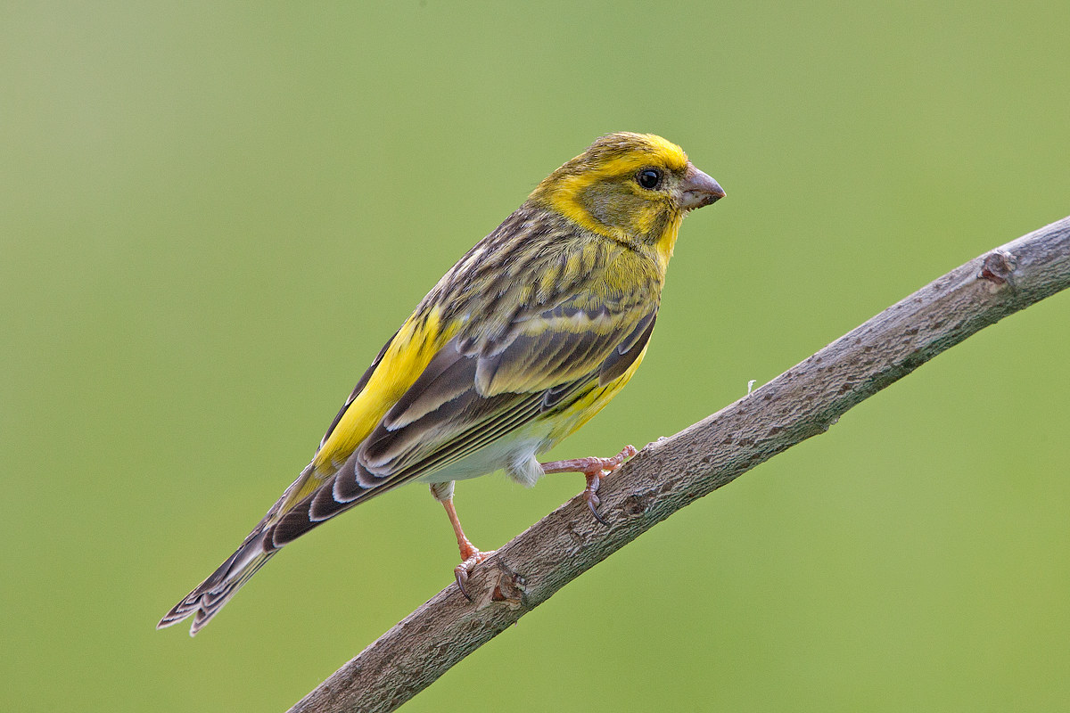 Serin
