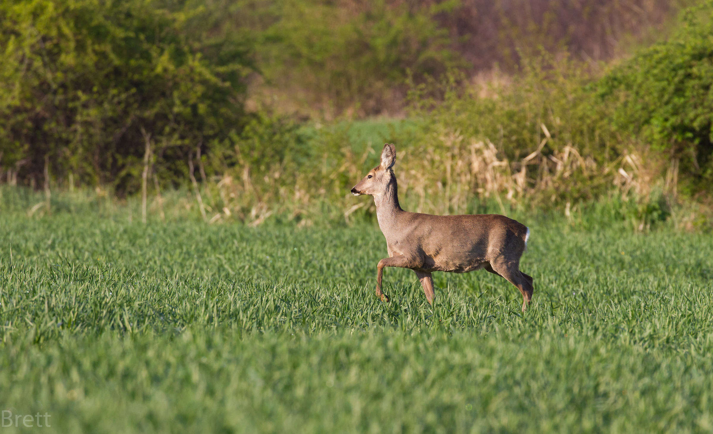 Sfilano intorno -Capreolus capreolus