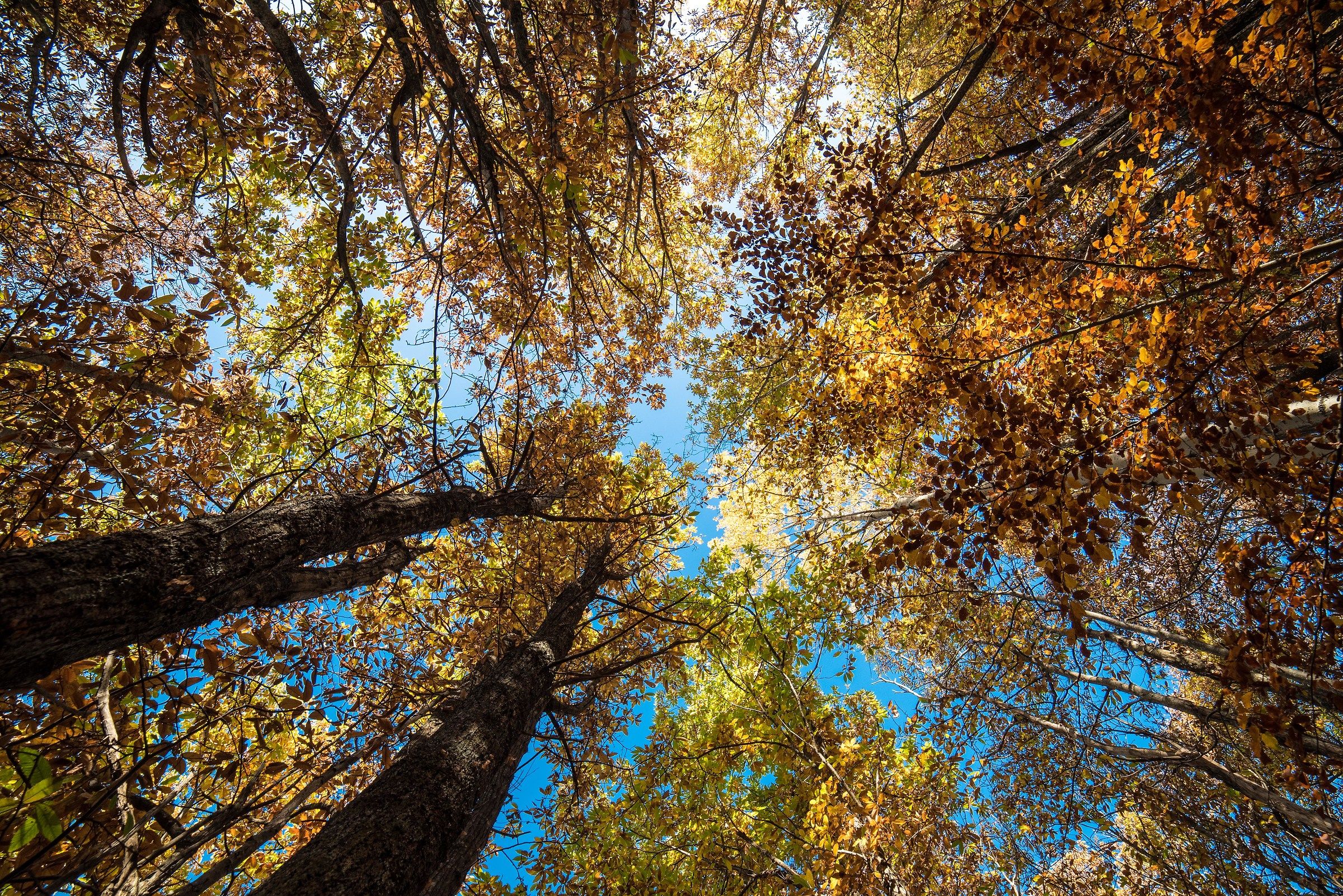 palette of colors in the woods