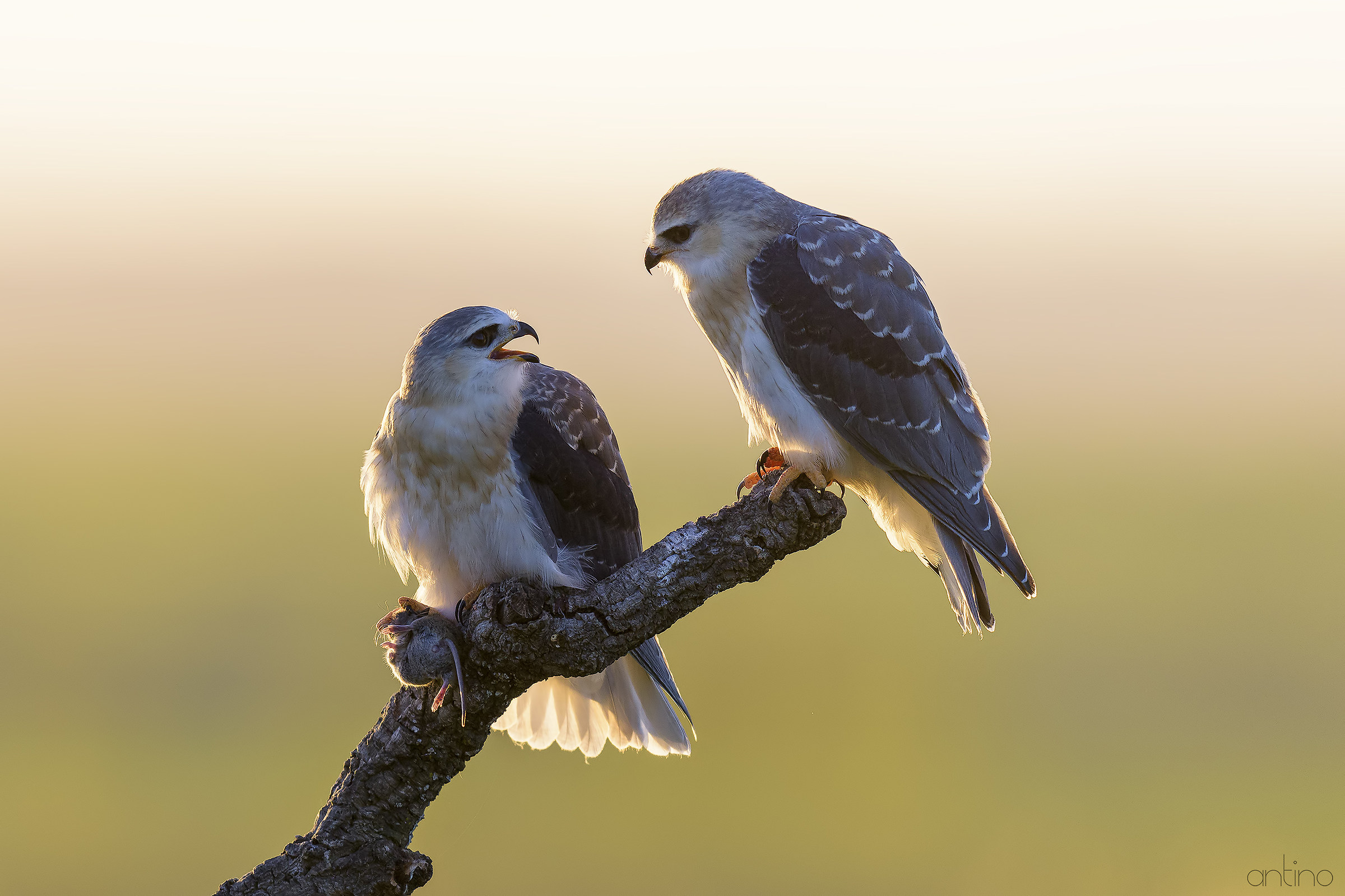 Two young white nibbles