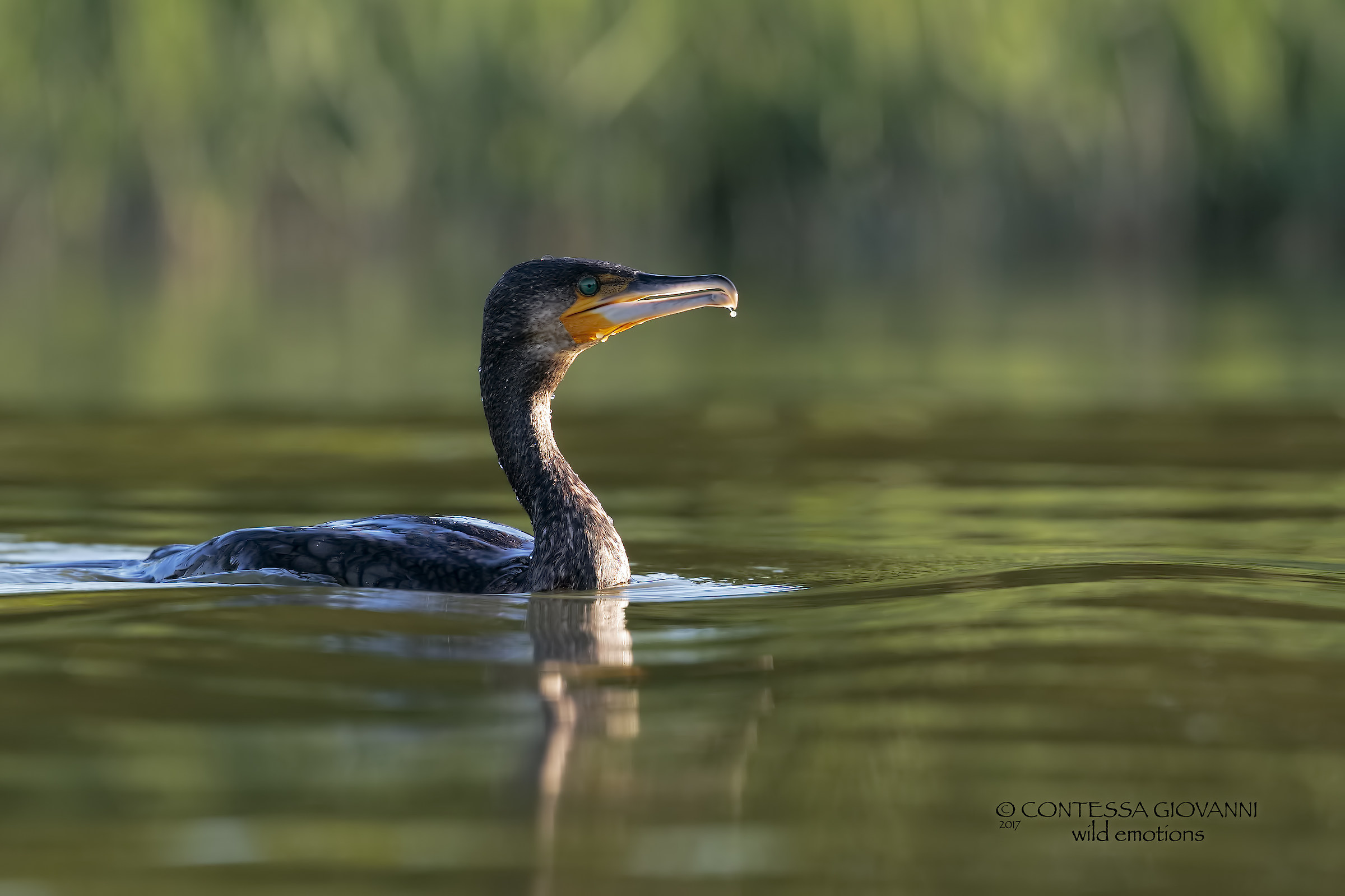 cormorant