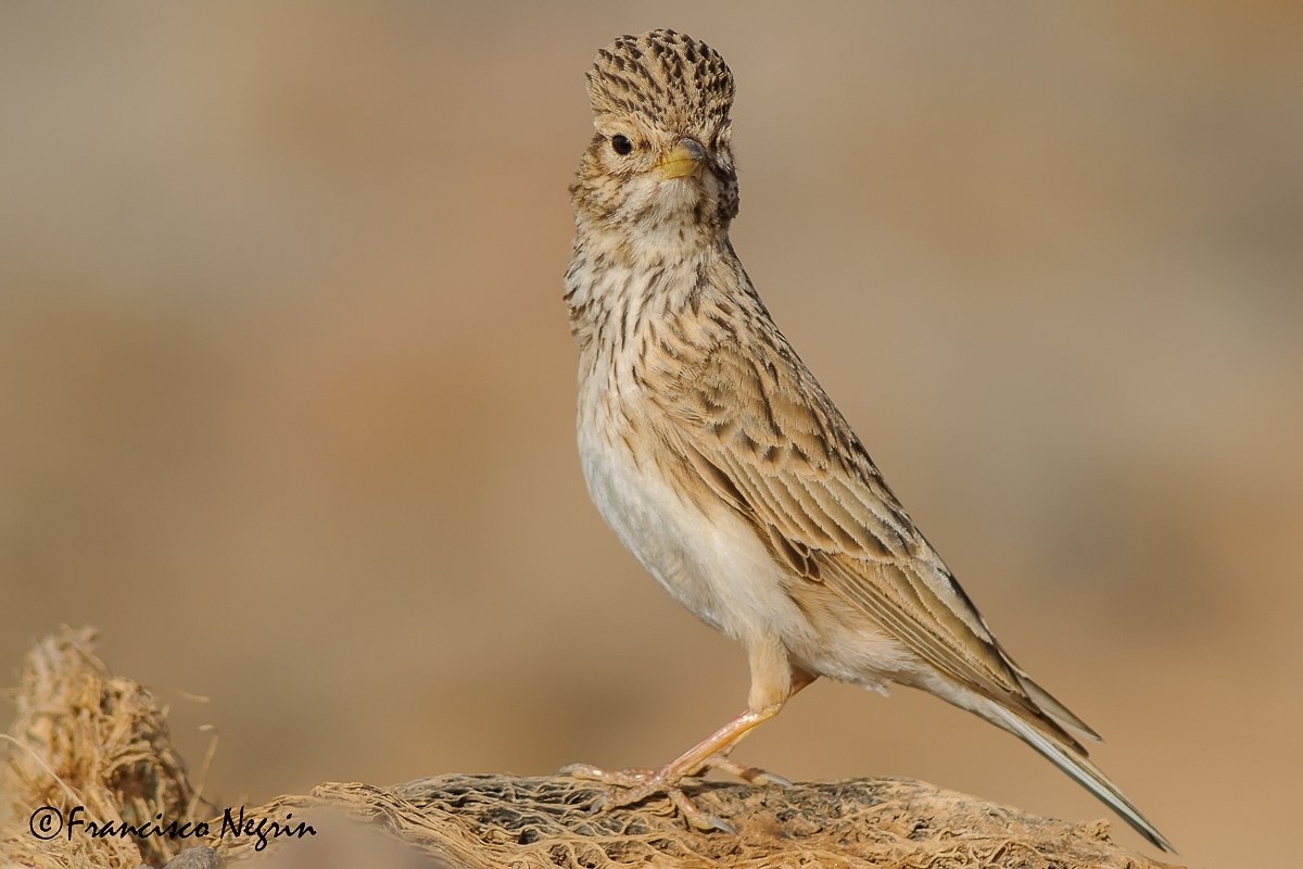 Lesser short-toed lark