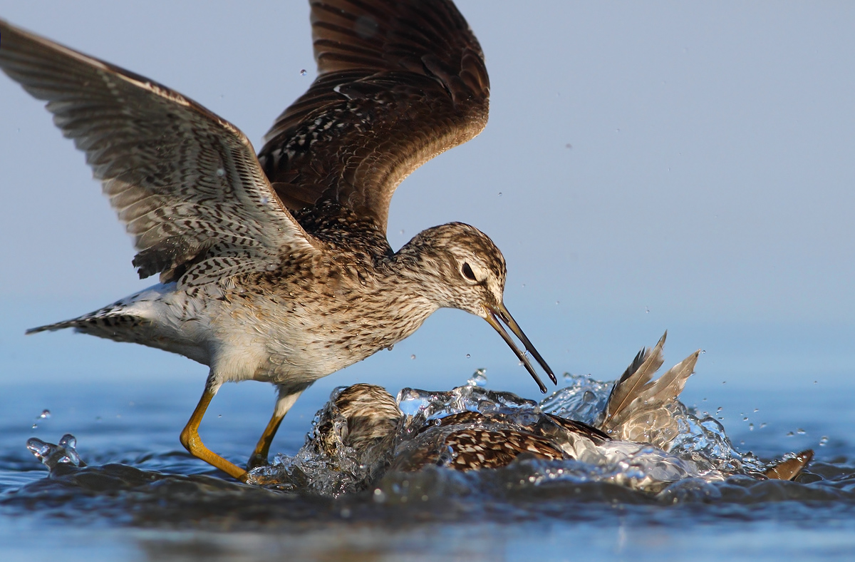 Pyro piro boschereccio