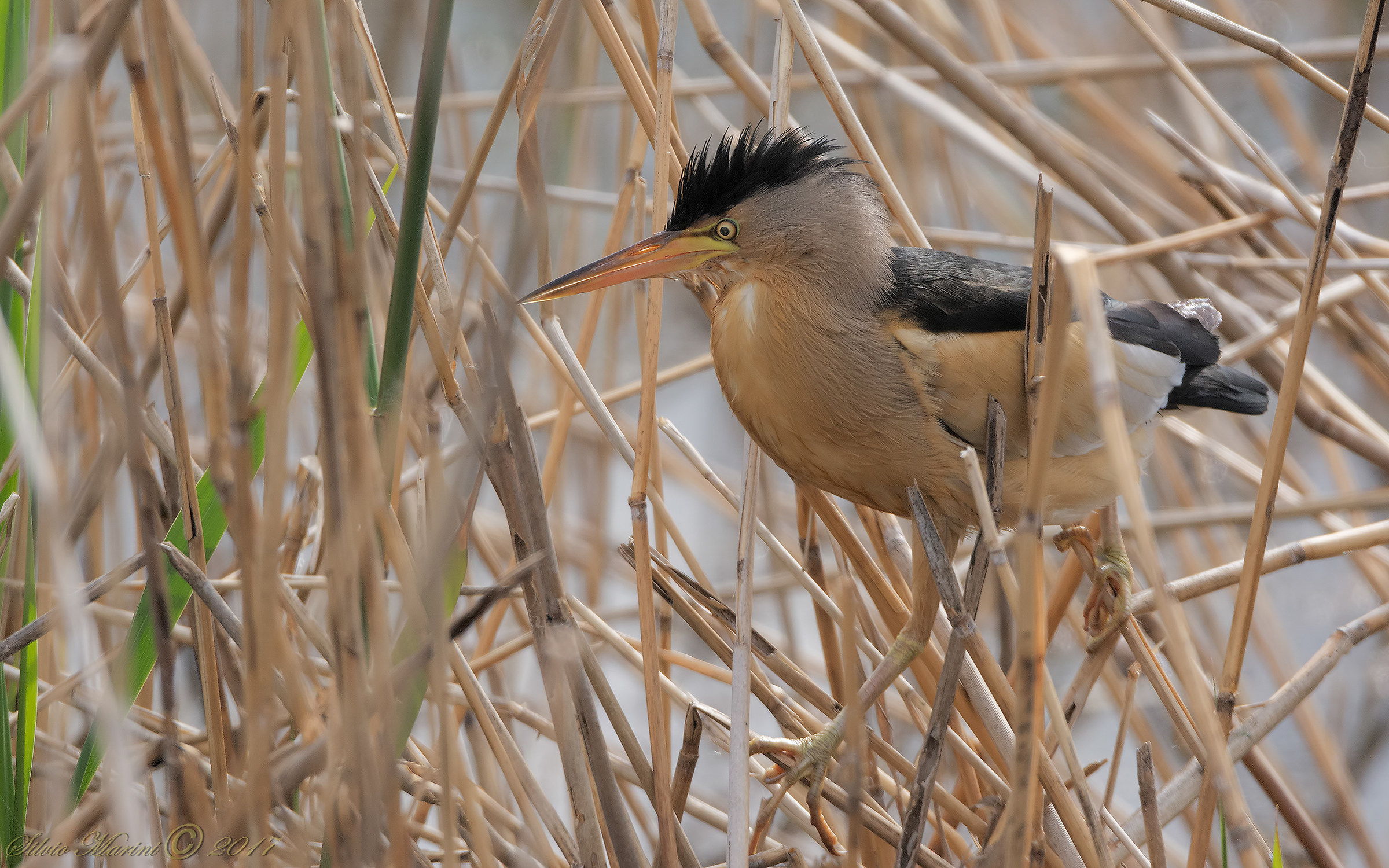 Tarabusino (Ixobrychus minutus)