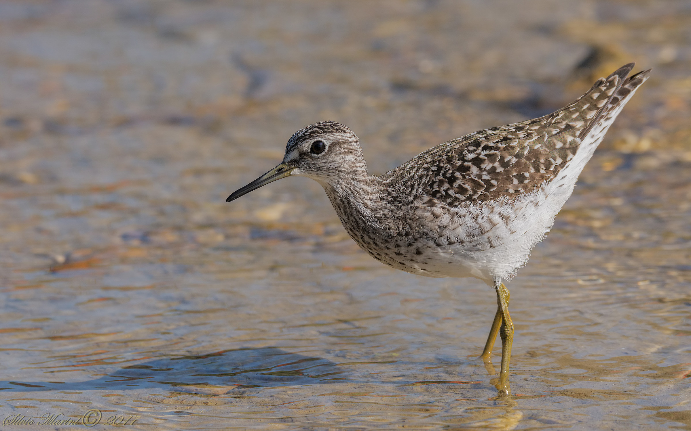Piro piro boschereccio (Tringa glareola)