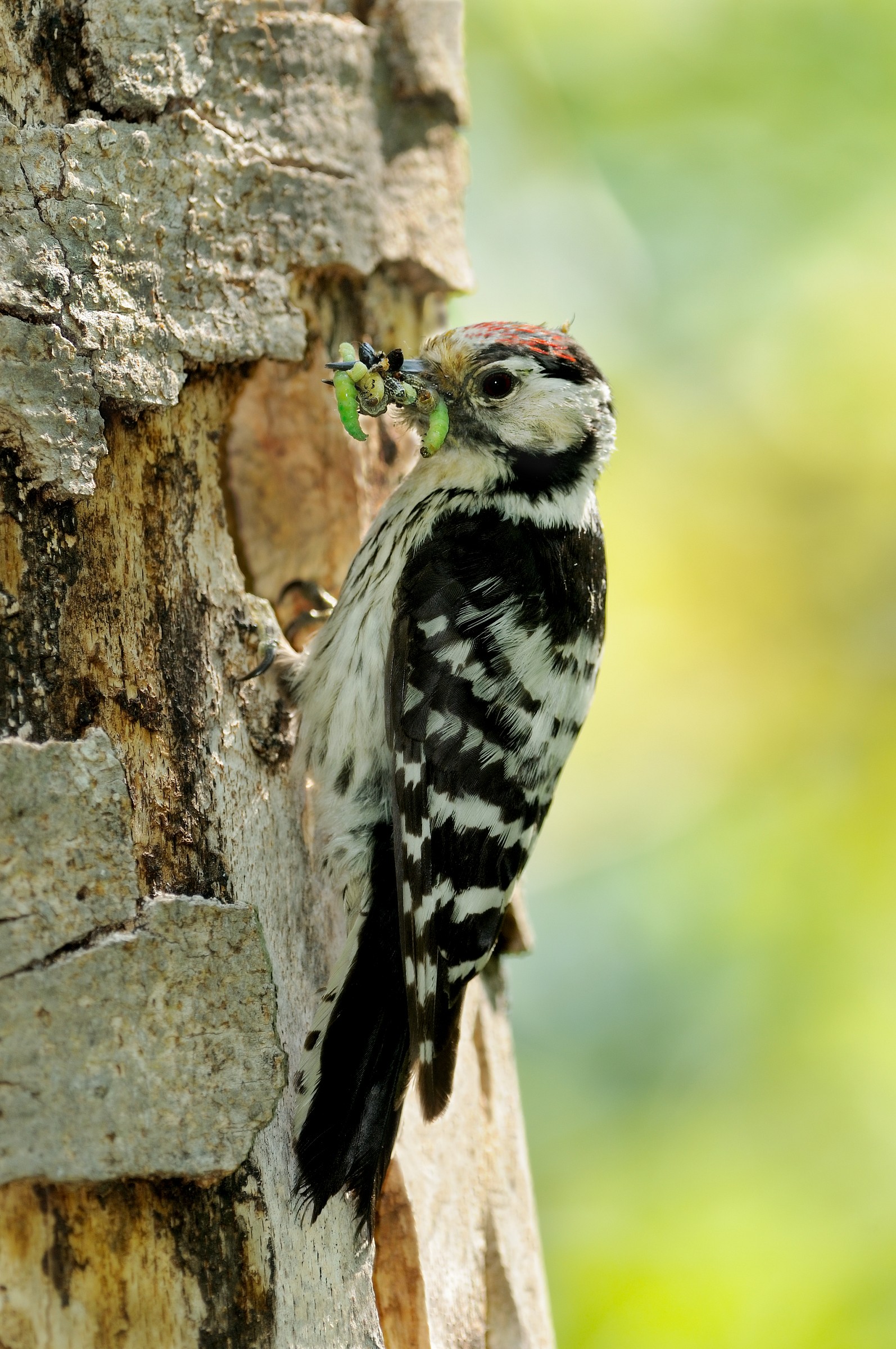 Lesser Spotted Woodpecker (Dendrocopos minor)