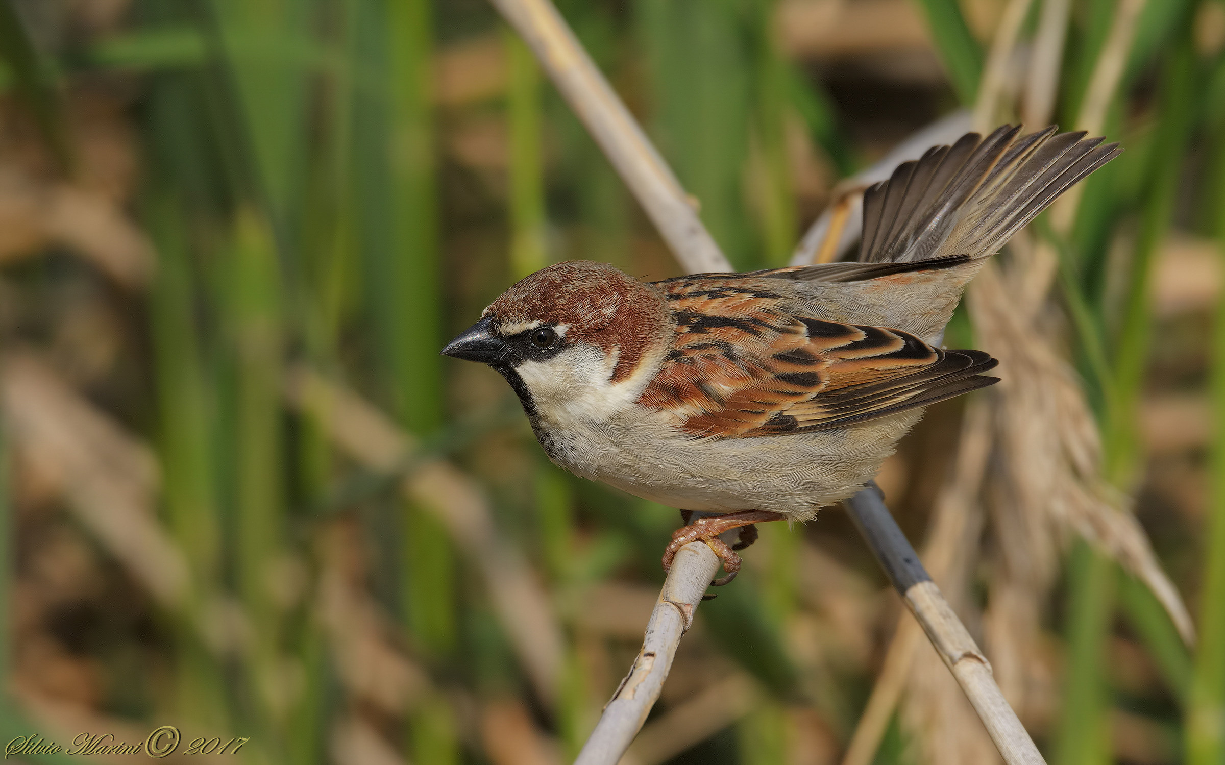 Passera europea (Passer domesticus)
