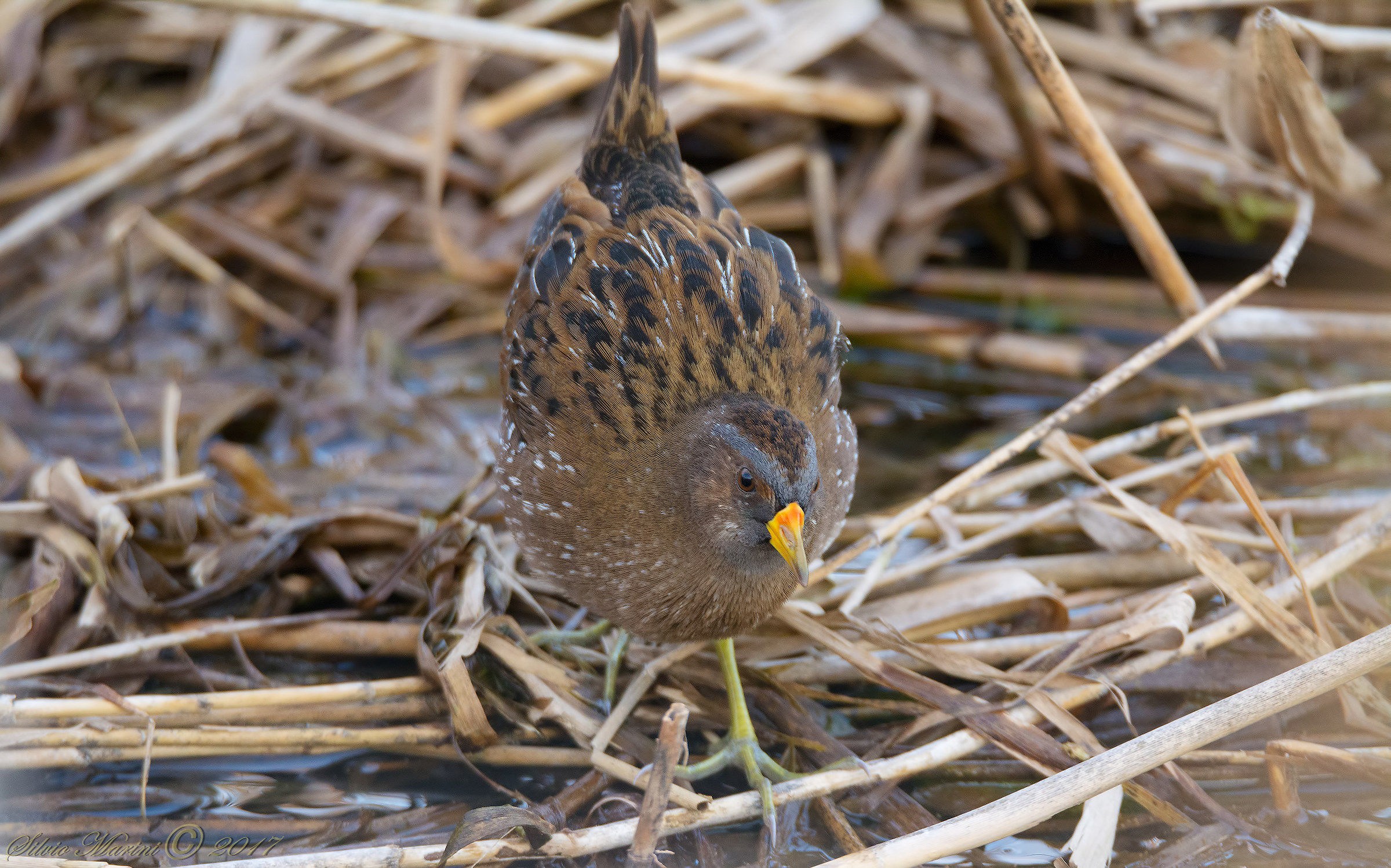 Voltolino (Porzana porzana)
