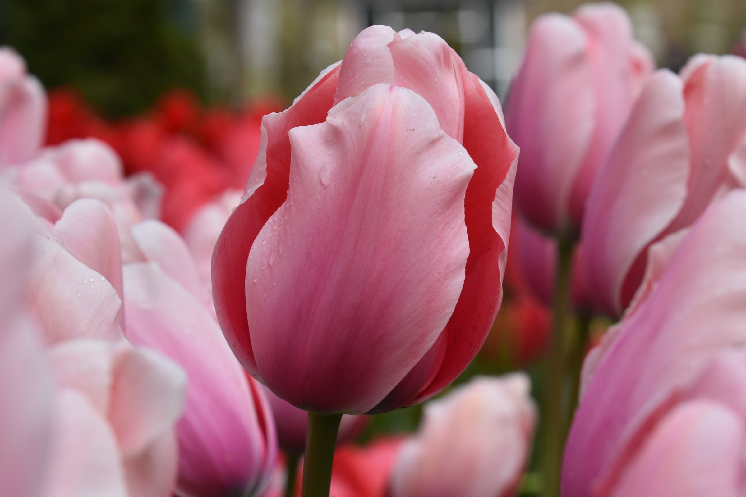 ritratto di tulipano