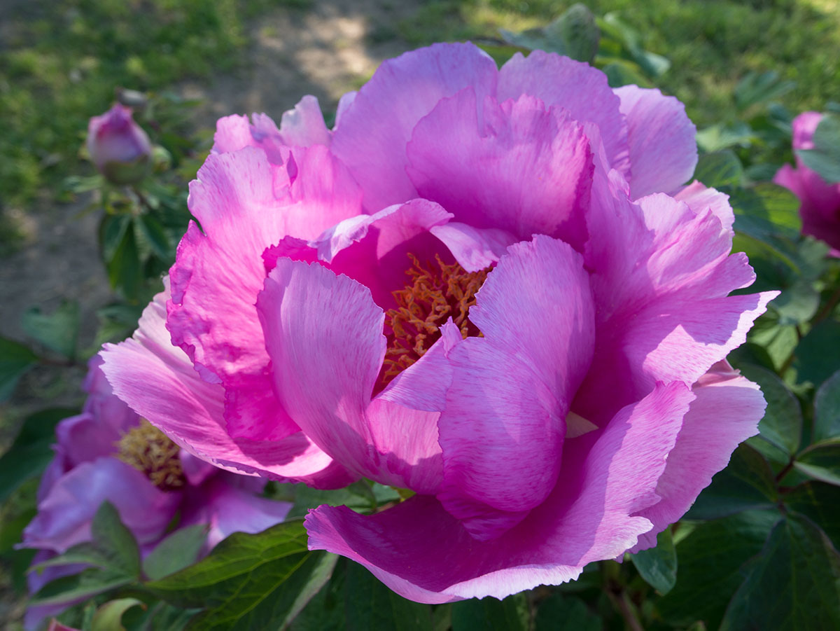 Delicate beauty .....