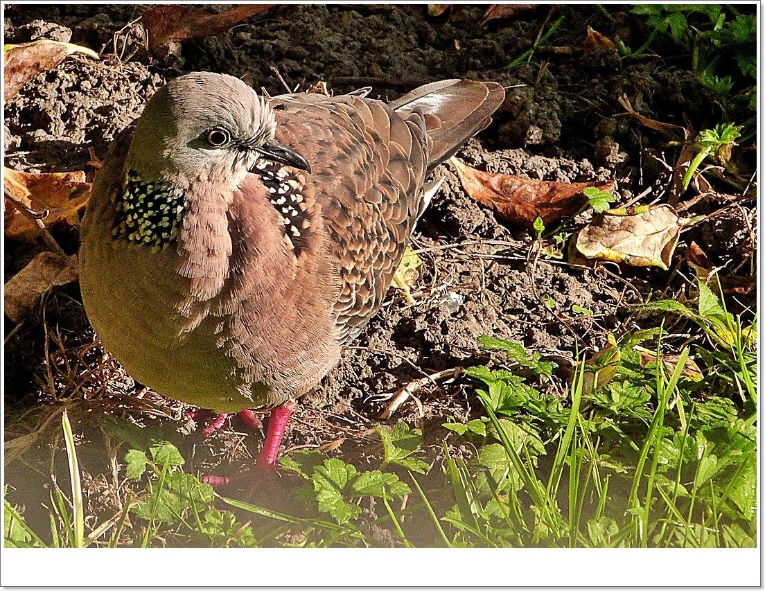 Alla ricerca del seme di girasole.