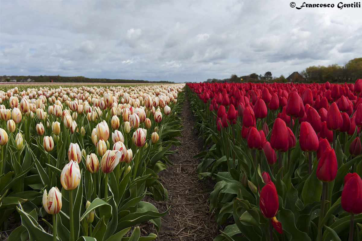 Tulips in the field