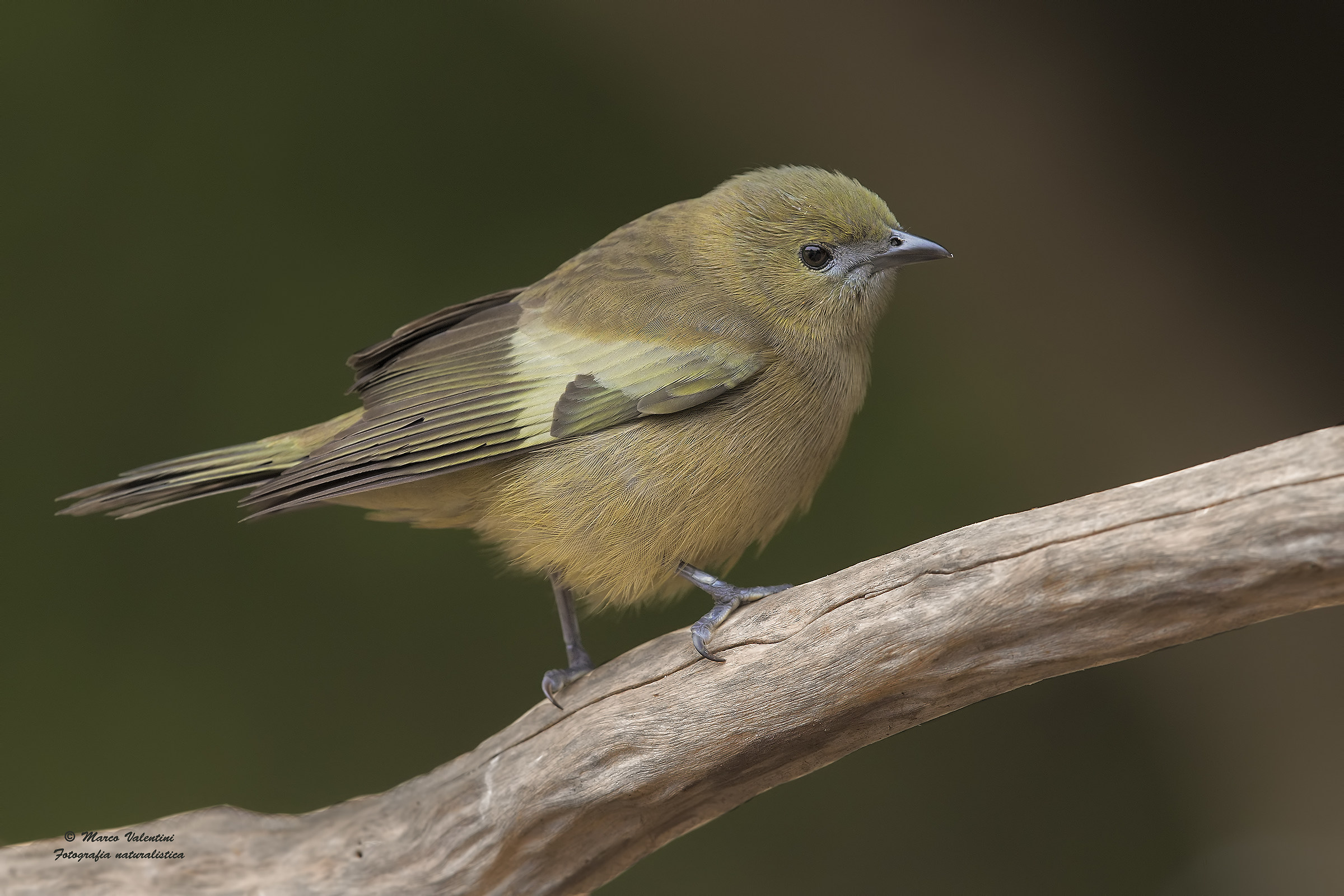 Palm tanager