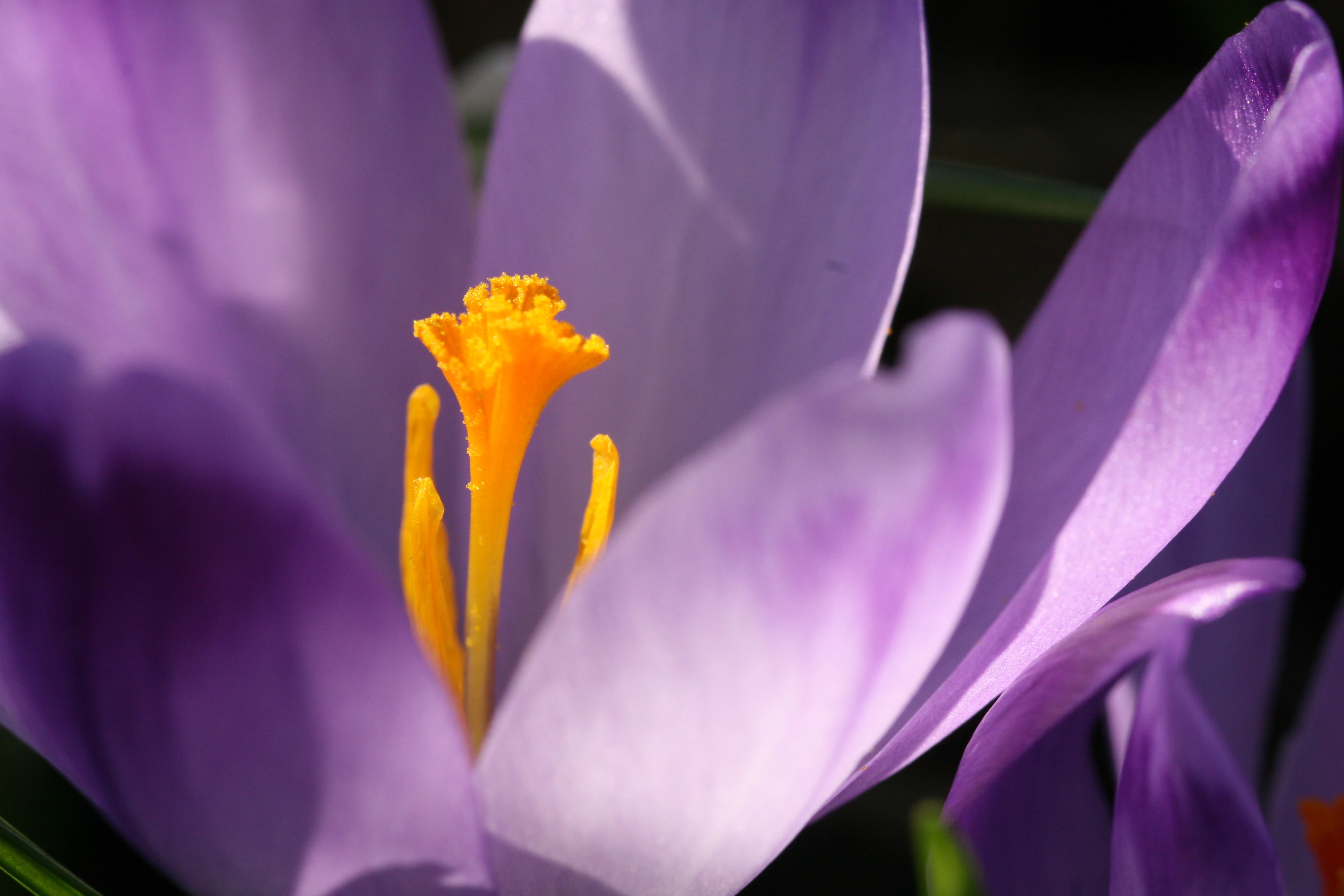 crocus