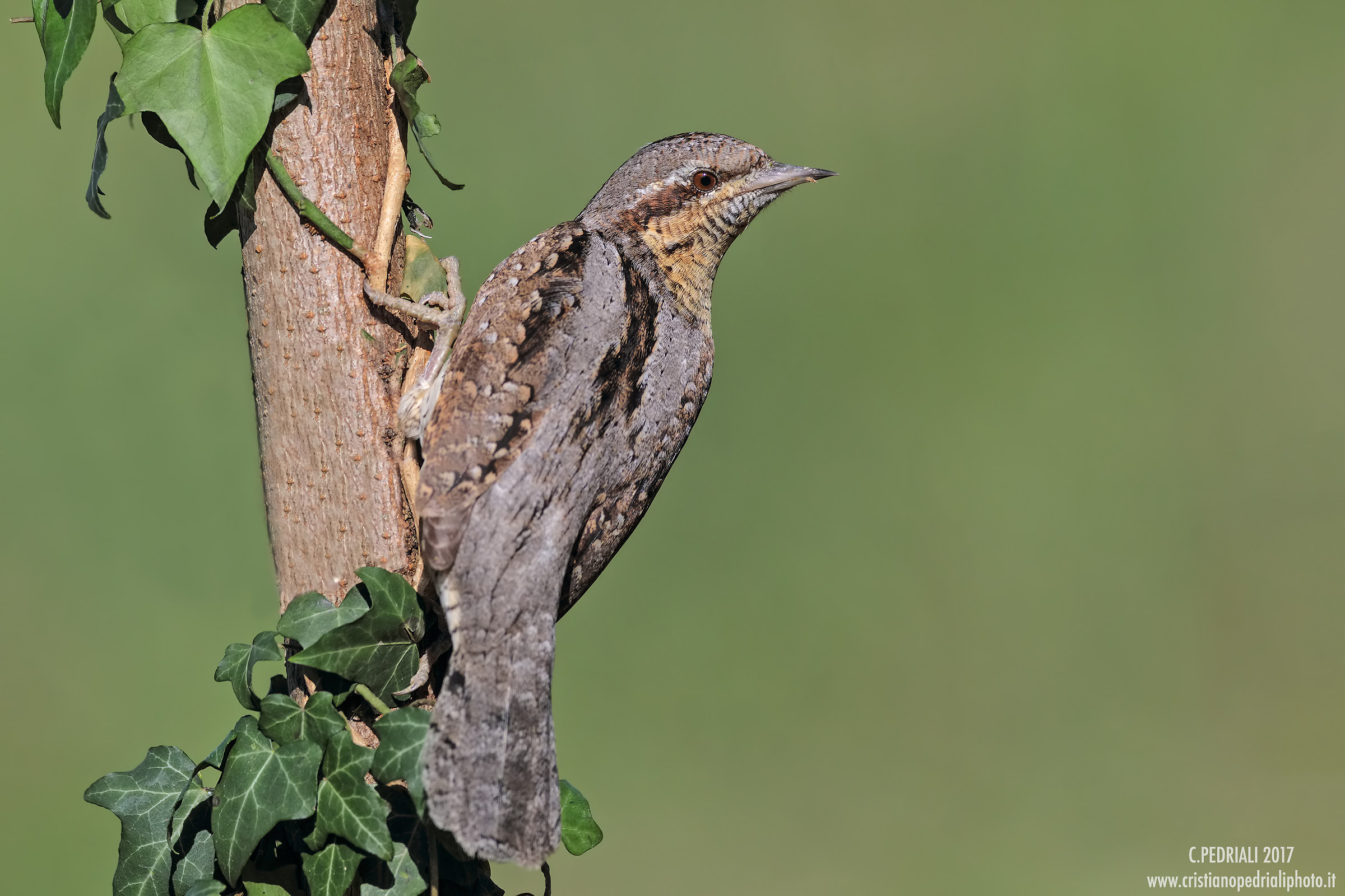 Torcicollo in posa classica...