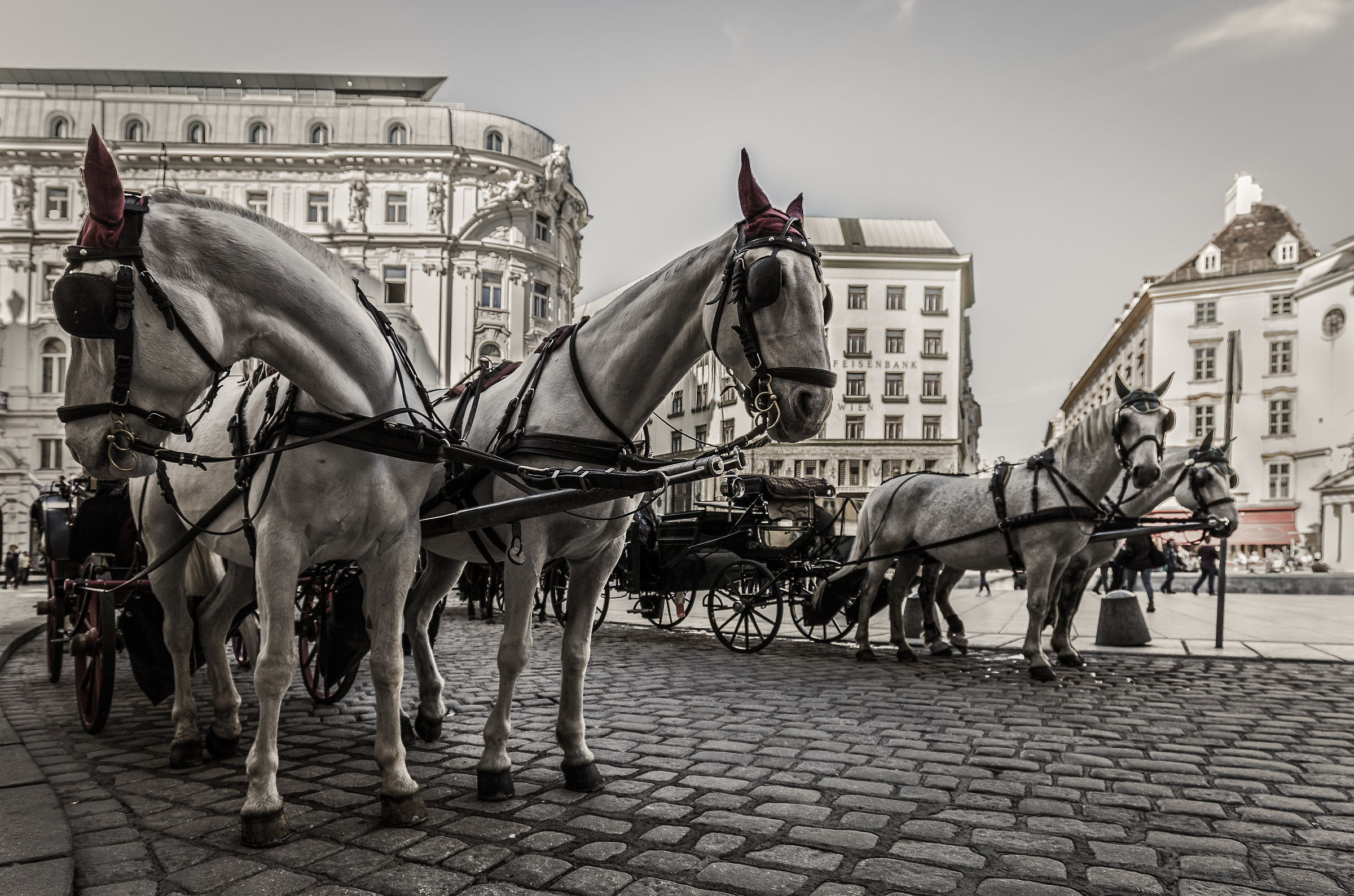 Hofburg Lipizzarer \\ Cavalli Lipizzani di Hofburg, II.