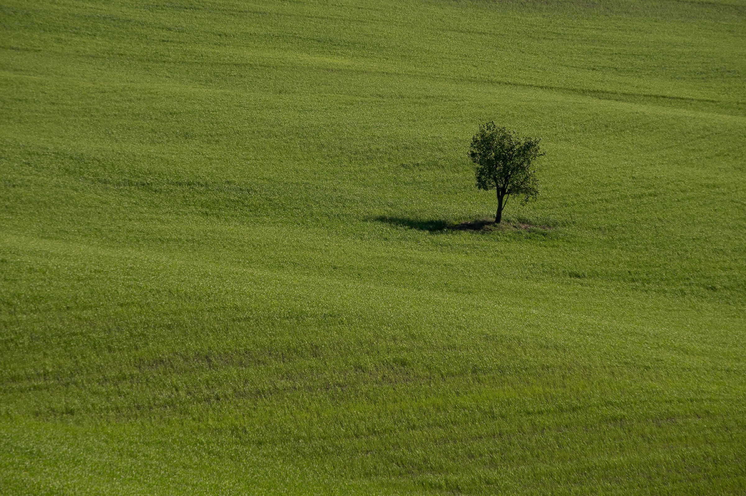Val d'Orcia, albero nel grano