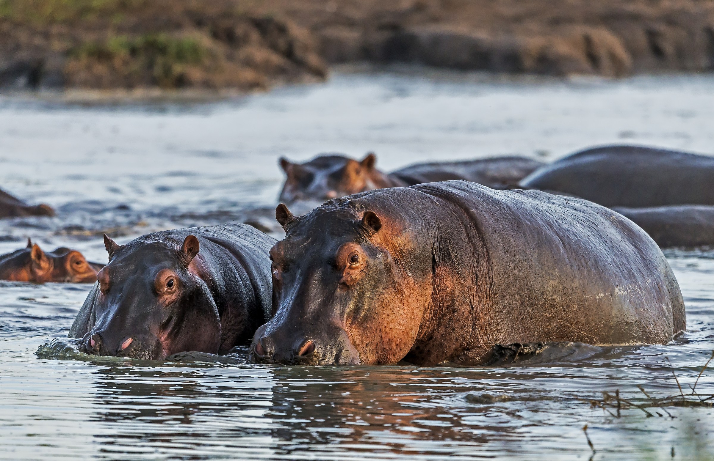 Tanzania 2017 - Hippo