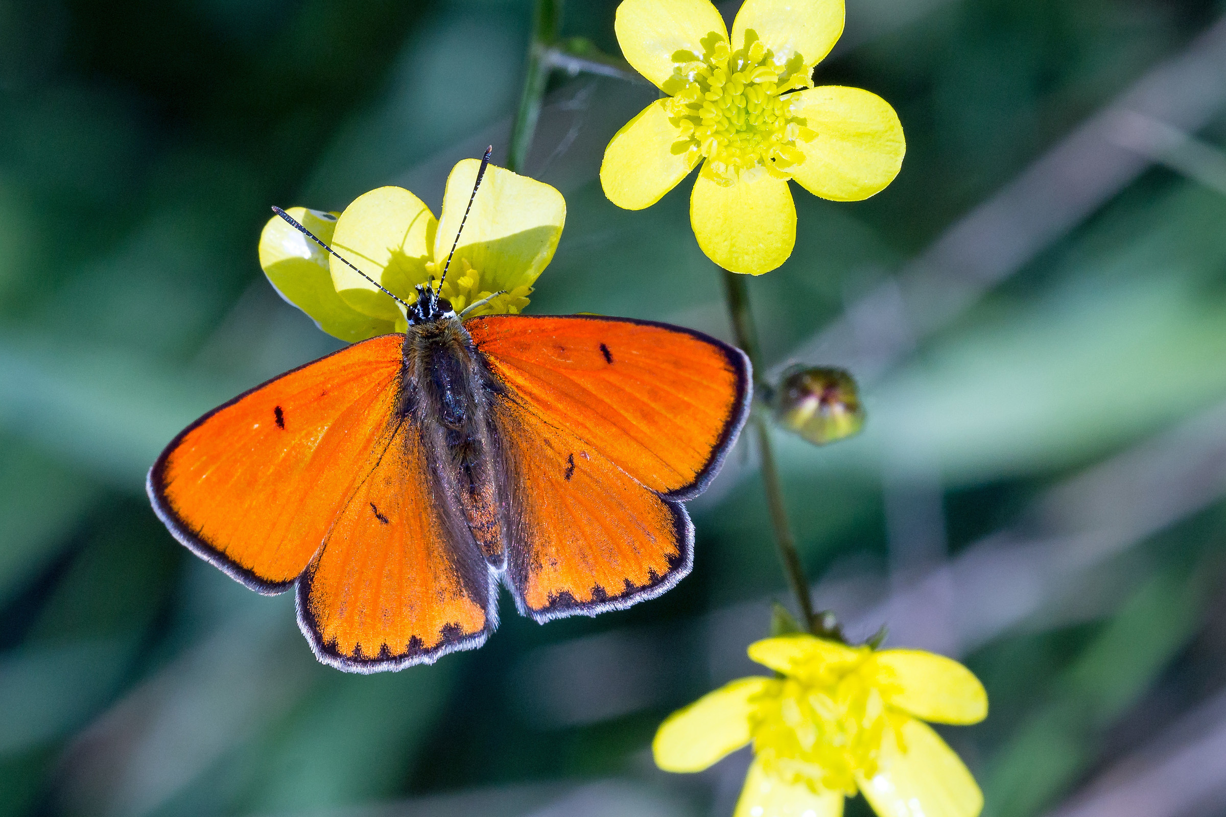 Lycaena dispar