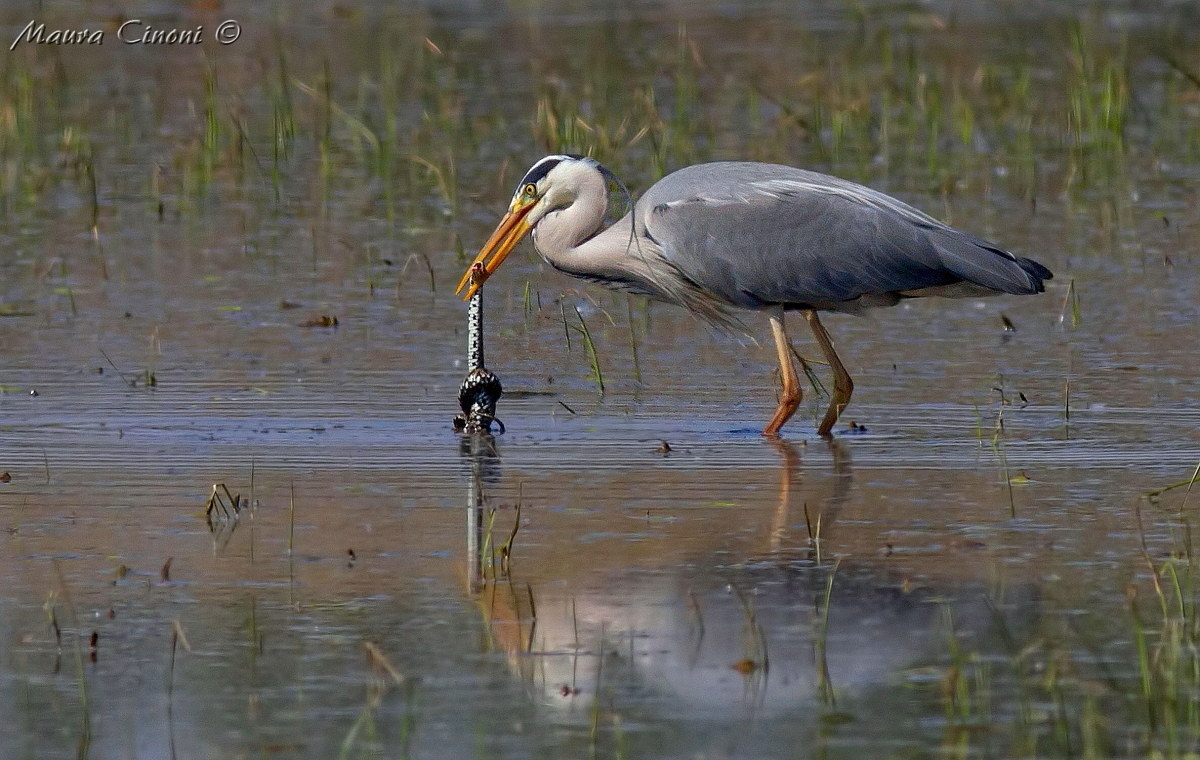 Aiorone Cenerino with Natrix