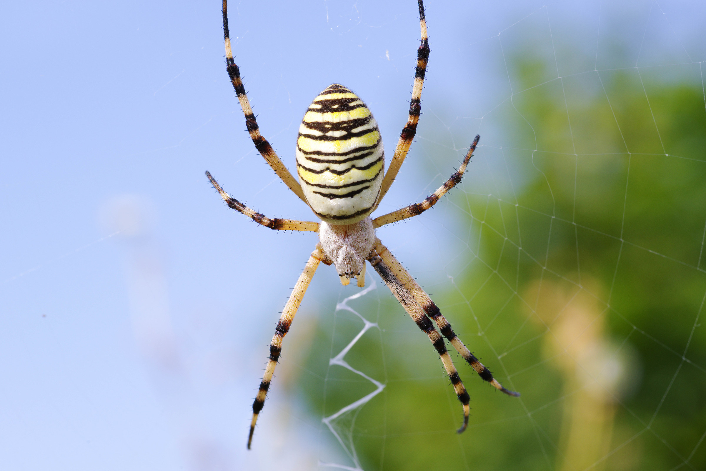 tiger Spider
