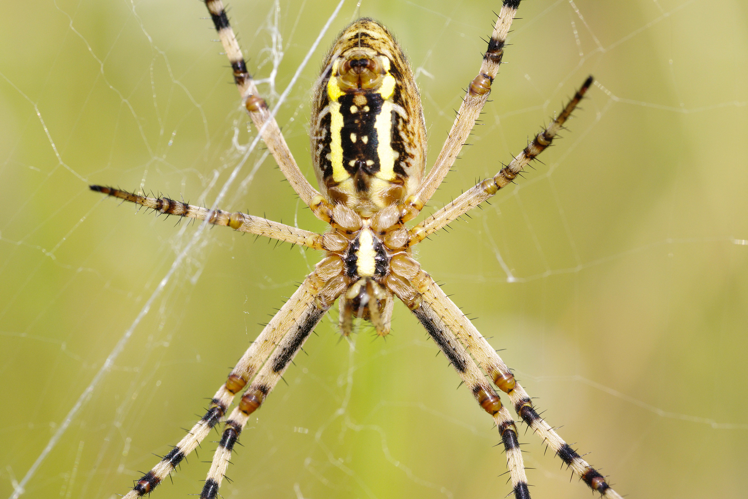 Tiger Spider 2