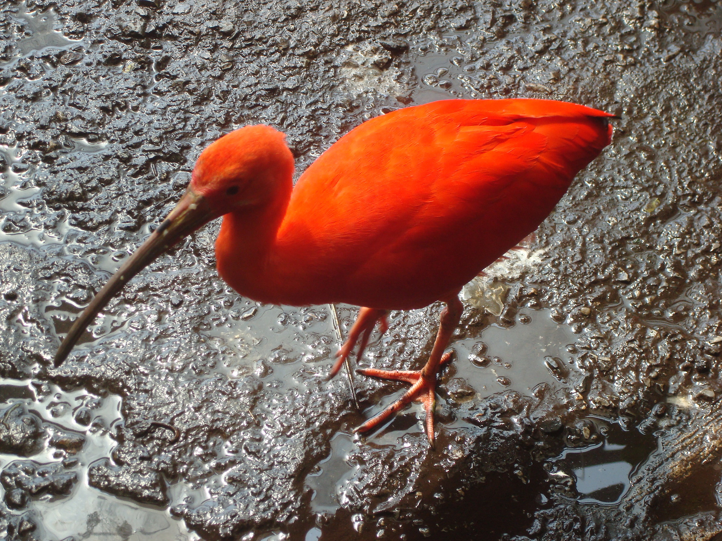 During a visit to Genoa
