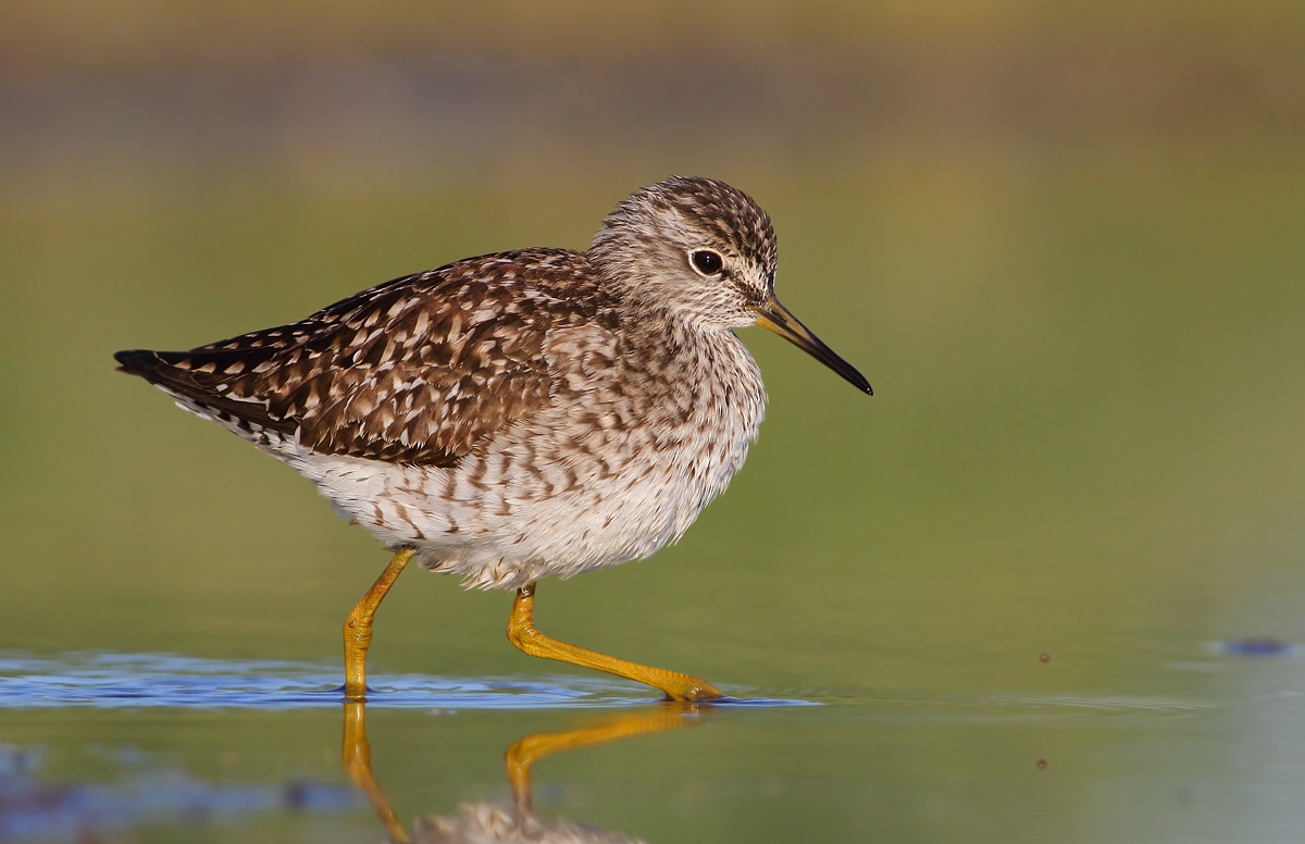 Wood Sandpiper